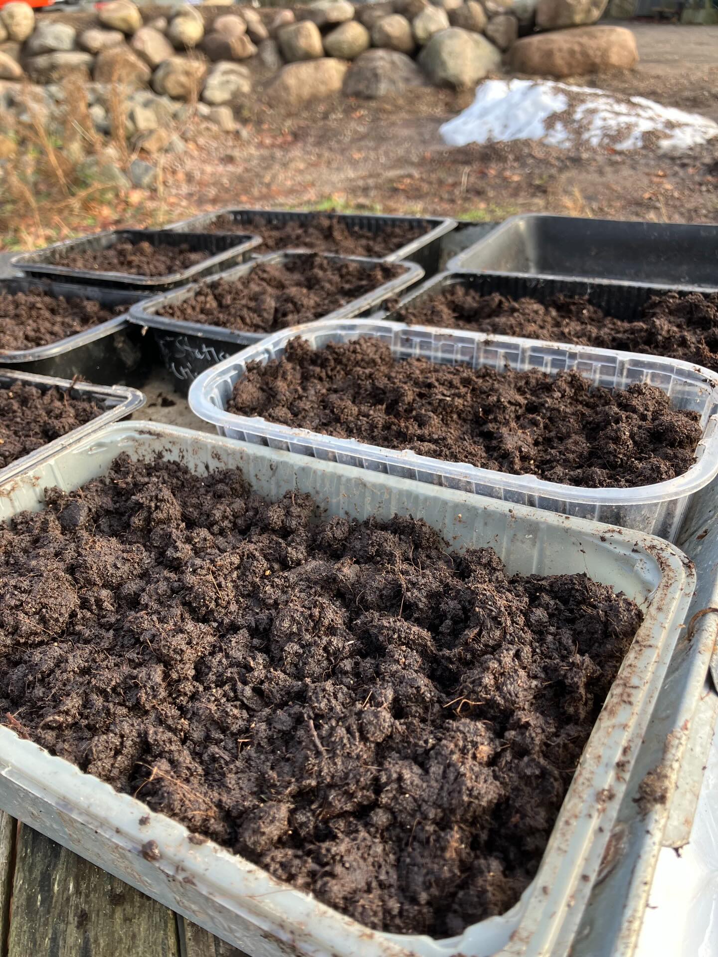 Midt-vinter status er, vi sagtens kan sætte flere ranunkler til forspiring, vi tror nemlig på at de bliver et kæmpe hit 🥳❤️🤞
Dem der er plantet ud har taget vinterkulden pænt indtil videre, vi dækker dem on-off alt efter hvor koldt det er.
Solen har tittet frem i dag, og enkelte af dahlia-knoldene synes også at foråret er lige om hjørnet 😅