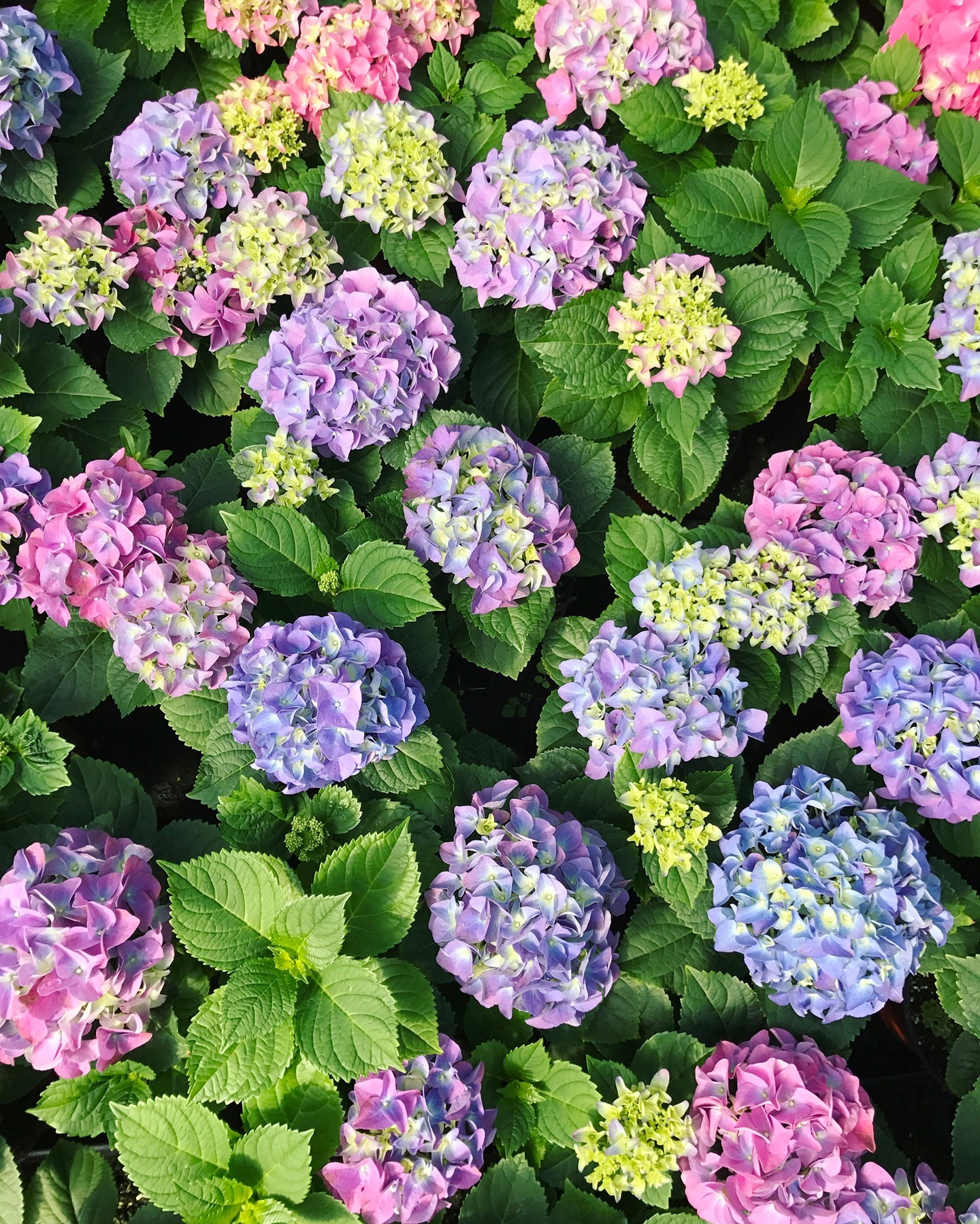 Spring is almost here!
#growhappiness #florist #grower #flowers #plants #greenhouse #locallygrown #horticulture #gardening #gardener #plantlover #plantgram #flowersofinsta #flowerlovers #livedecor #hydrangeas #beautifulhydranges #midnightsalsa #sandysummer #hydrangeagrower
