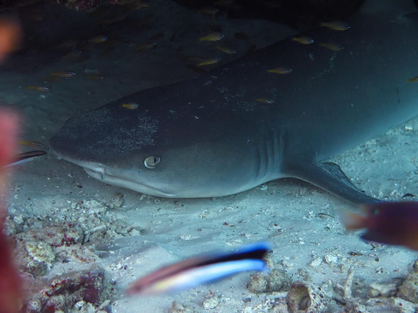Whitetip reef sharks are a familiar sight on Ningaloo Reef 🤍🦈
During the day, they rest in caves and along reef ledges. Unlike many shark species, they’re able to lie motionless while pumping water over their gills to breathe. After dark, they become active hunters, feeding on small fish, octopus, and crustaceans.
#coralbay #coralbayexclusive #ningalooreef