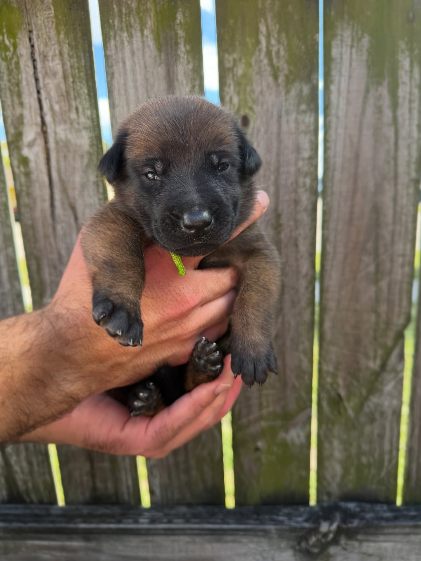The little heartbreakers are 2 weeks old
Eyes are open and the are moving around so much more now. I’ll be sending out their AKC DNA within the next couple of days.
Still accepting inquiries for this litter 💖
•
•
#belgianmalinois #malinois #sportdog #workingdog #akc