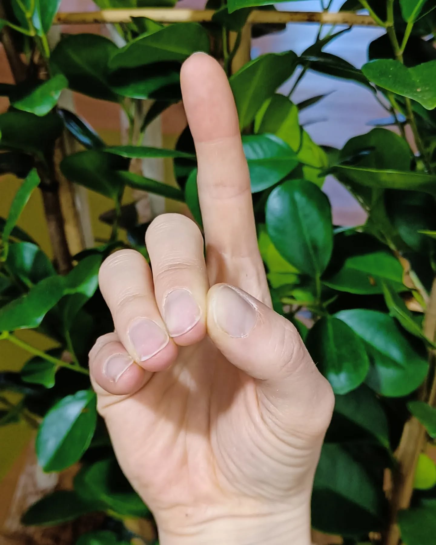 Vajra Mudra | Die Geste des Donnerkeils
Hilft bei Kreislaufproblemen, niedrigem Blutdruck, Schwindel, Kopfschmerzen und wenn du dich schnell müde fühlst oder dir kalt ist.
So wird sie geübt:
Lege den Daumen an die Seite des Mittelfingers, den Ringfinger an die andere Seite des Mittelfingers und den kleinen Finger an die Seite des Ringfingers. Der Zeigefinger wird gestreckt.
.
.
#mudraoftheday #yogawellbeing #mudra #vajramudra #inbalance #yogastudiowellbeing #achtsamleben #yogatirol