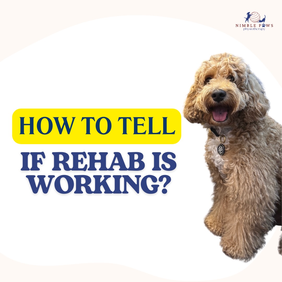 Progress doesn’t always look dramatic. Often, it shows up as subtle changes in symmetry, control and tolerance.
Do you notice anything different in the way your dog moves at the start versus at the end of the walk? Do you notice how rehab improved the way they move? If you have, share with us and comment down below!👇🏻
#nimblepaws #movementmatters #caninerehab #dogphysio #sgdogs