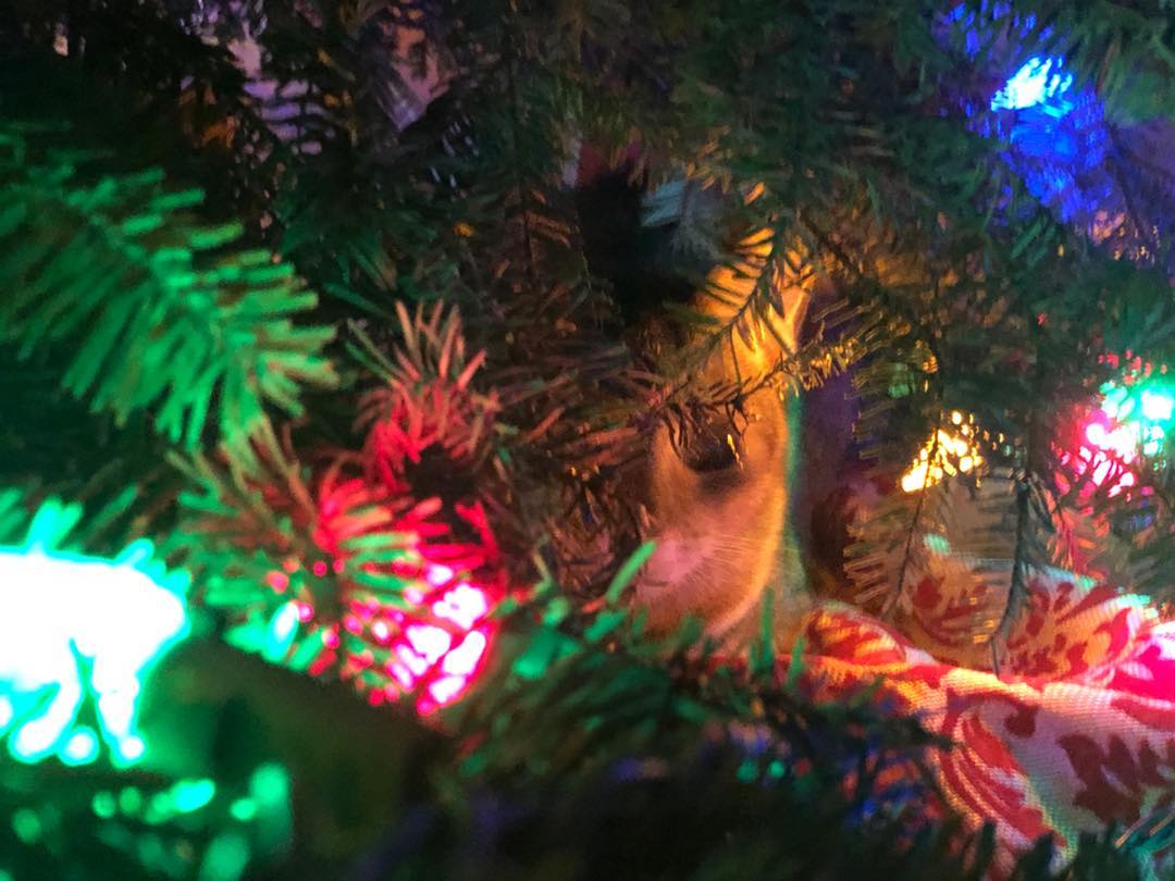 My cat was not happy I got rid of her Christmas tree.
