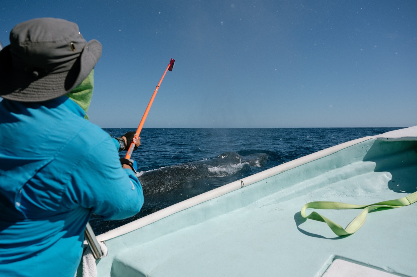 A veces parece ser que no se dice suficiente: ¿por qué es tan importante investigar?
La respuesta es muy importante. La investigación genera conocimiento, y el conocimiento es lo que nos permite proteger.
Cada dato que se recolecta ayuda a:
🧫 Saber en qué bahías se encuentran las mamás con sus crías
🧫 Qué áreas necesitan mayor protección
🧫 Monitorear a las ballenas que nos visitan y conectar con avistamientos en otros lugares
Nada de esto sería posible sin el trabajo en equipo. ¡Gracias a quienes nos acompañaron en estas salidas científicas y a @mmape_lpz , por seguir impulsando la ciencia que protege el océano! 🌊💛🐋
— ENG —
Sometimes it seems that we don’t say it enough: why is research so important?
The answer is very important. Research generates knowledge, and knowledge is what allows us to protect.
Every piece of data we collect together helps us to:
🧫 Know which bays mothers and their calves are in
🧫 Which areas need greater protection
🧫 Monitor the whales that visit us and connect with sightings in other places
None of this would be possible without teamwork. Thank you to those who accompanied us on these scientific expeditions and to @mmape_lpz for continuing to promote science that protects the ocean! 🌊💛🐋
-
-
-
-
-
ballena jorobada, vida marina, océano, cetáceos, los cabos, avistamiento de ballenas, conservación marina, biología marina, especies marinas, educación ambiental, Los Cabos 2026, turismo México, ballenas en México, ecotours, tours responsables