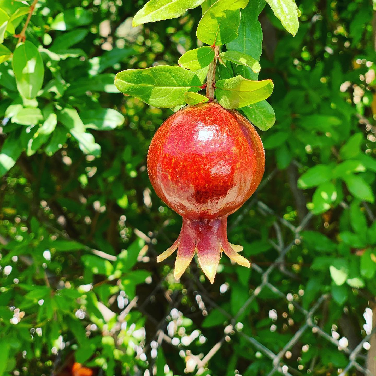 #pomegranate #blossom #jerusalem #summer #nature #beautiful