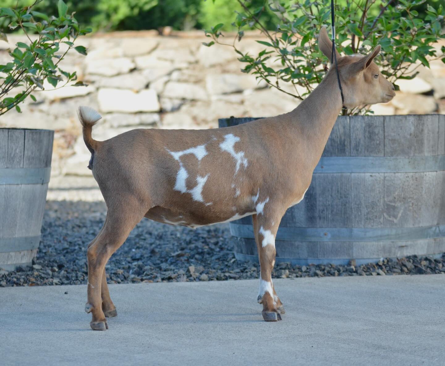 Oh, does her name fit her or what… Nut!
✨Hanson Hideaway Walnut Fudge 🌰✨
We purchased Walnut (aka Nut) in the summer of 2025, and when the opportunity popped up at a show, we couldn’t pass it up! Huge thank you to Amanda at @hansons_hideaway_farm for letting us snag this doe on a total whim right before heading out. She has fit in perfectly here, and her personality is absolutely hilarious—true to her name, she’s a nut!
🏆Show Highlights:
• Nut easily places top in her class along with her paternal sister, Skippy
• Judges have committed on her early maturity and how well she carries herself
🐐Pedigree Notes:
Walnut’s Sire, Hanson Hideaway MM Jack Frost *B VEE 87, is related to many of our does. He is the Sire to Jr does we have, and we even used him Fall of 2025 to some of our does who will be kidding this Spring!
🌟Looking Ahead:
Walnut will be shown as a Jr Dry Yearling in hopes of earning her Dry Leg! Can’t wait to see this little diva in the show ring again!
Go check out her pedigree at https://www.rockin-j-farm.com/walnut 🧬
#adga #4h #farmlife #homestead #nigeriandwarfgoats dairygoats