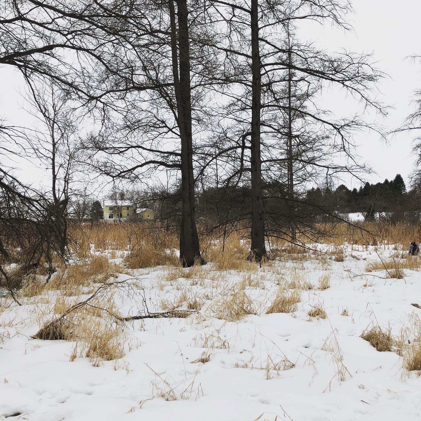 Nice day for a hike to the woods & north side of our funny farm with the grands #buffaloMn #hobbyfarmlife