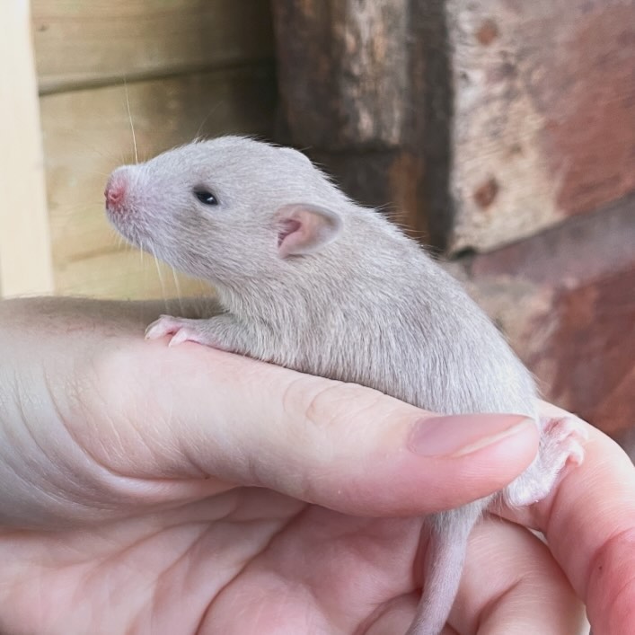 This beautiful buck kit (and his brother) will be making his departure for a wonderful home in Ireland next month! 🇮🇪
.
.
.
#rat #rats #ratsofinstagram #ratsofinsta #petrats #petsofinstagram #dumborat #rodent #ratcommunity #breeder #ratbreeder #rodentsofinstagram #rodentsofig #rattiesofig #rattiesofinsta #ratsofinstagram #rodents #cute #pets #fancyrat