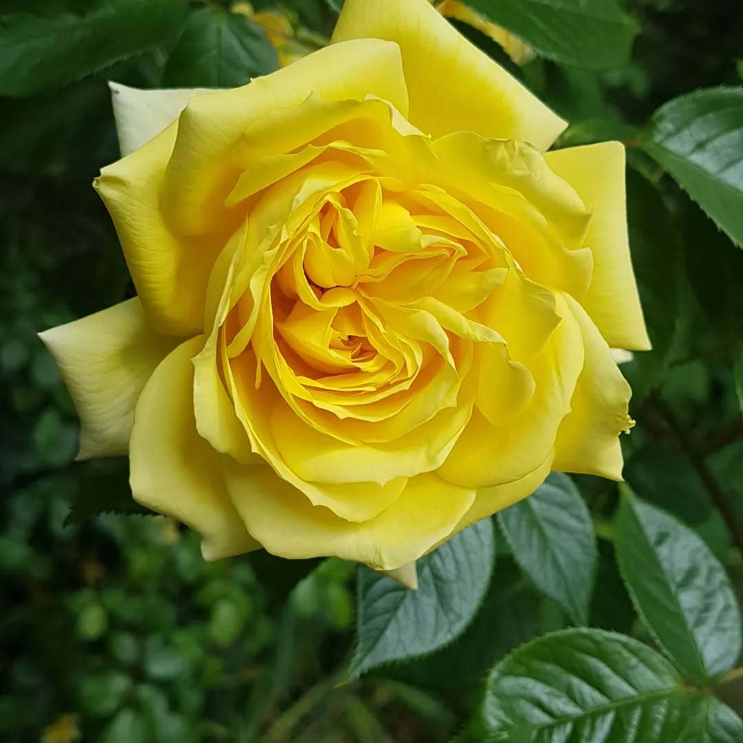 #Yellow #rose #Flower at AFC