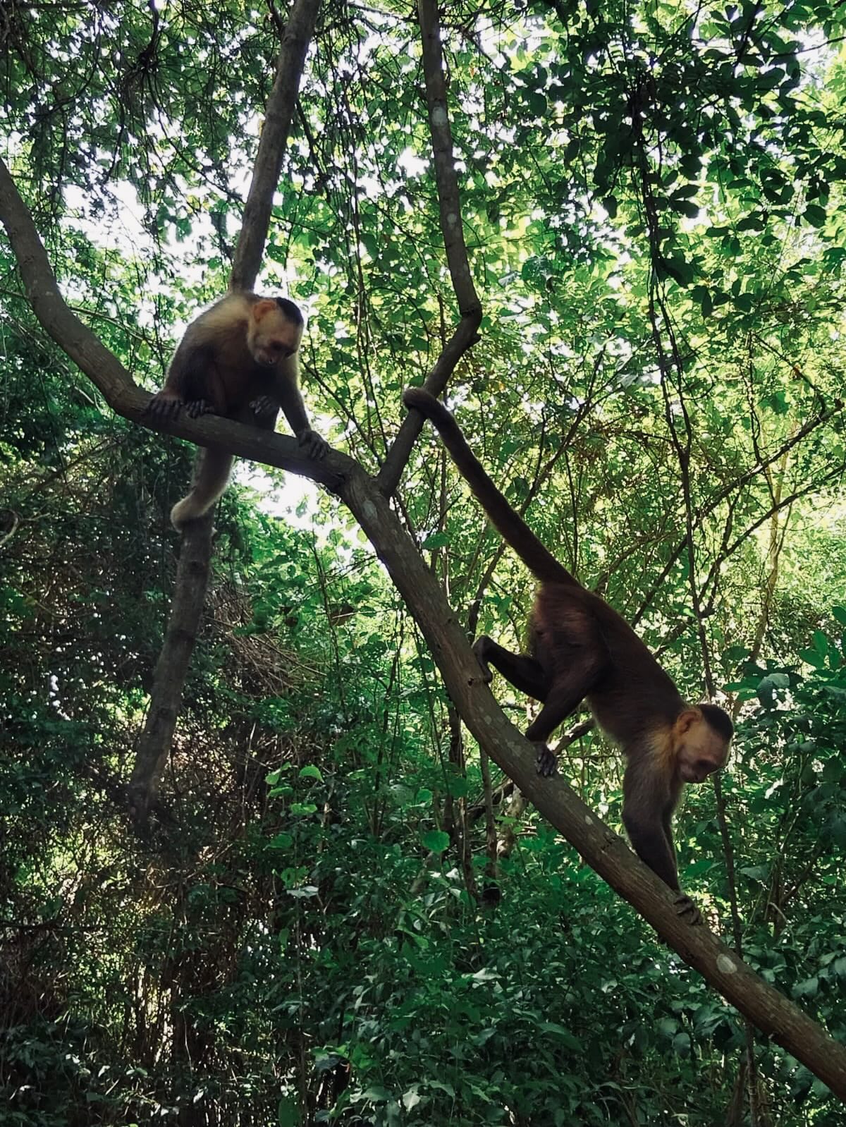 🏞️ Parque Nacional Natural Tayrona
🏞️ Park Tayrona
#TayronaPark
#ParqueTayrona
#NaturalezaColombia
#WildlifeExperience
#travelcolombia