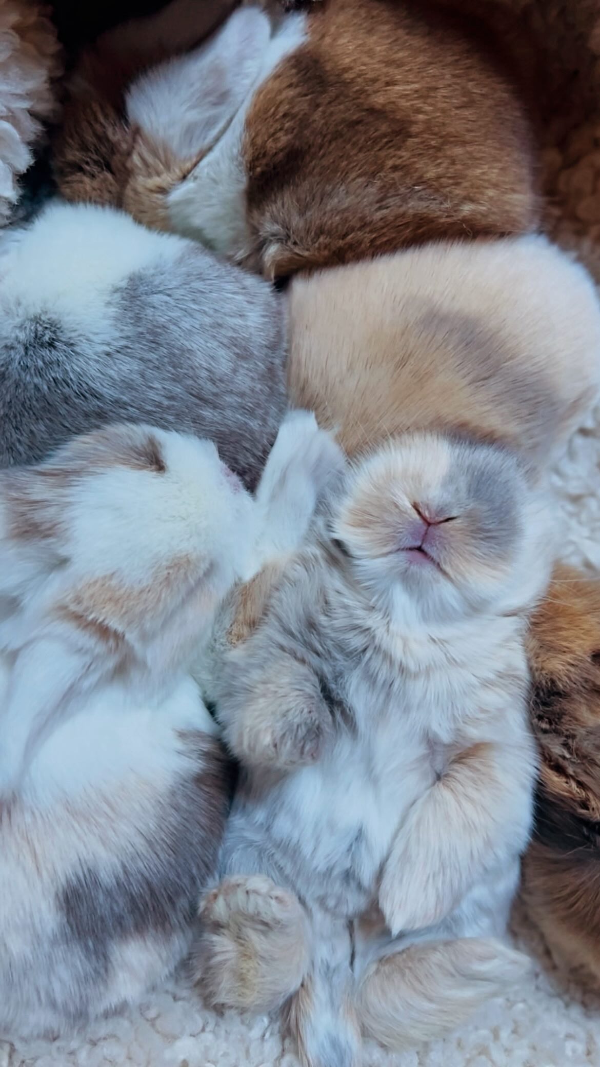 Trust like this doesn’t happen by accident. It’s built slowly, quietly, with patience, gentleness, and love - the way we raise every bunny in our small, family-run rabbitry.
For more information about our rabbitry or adoption process, click the link in bio.
#hollandlop #bcpets #rabbitlovers #bunnylife #certifiedbreeder