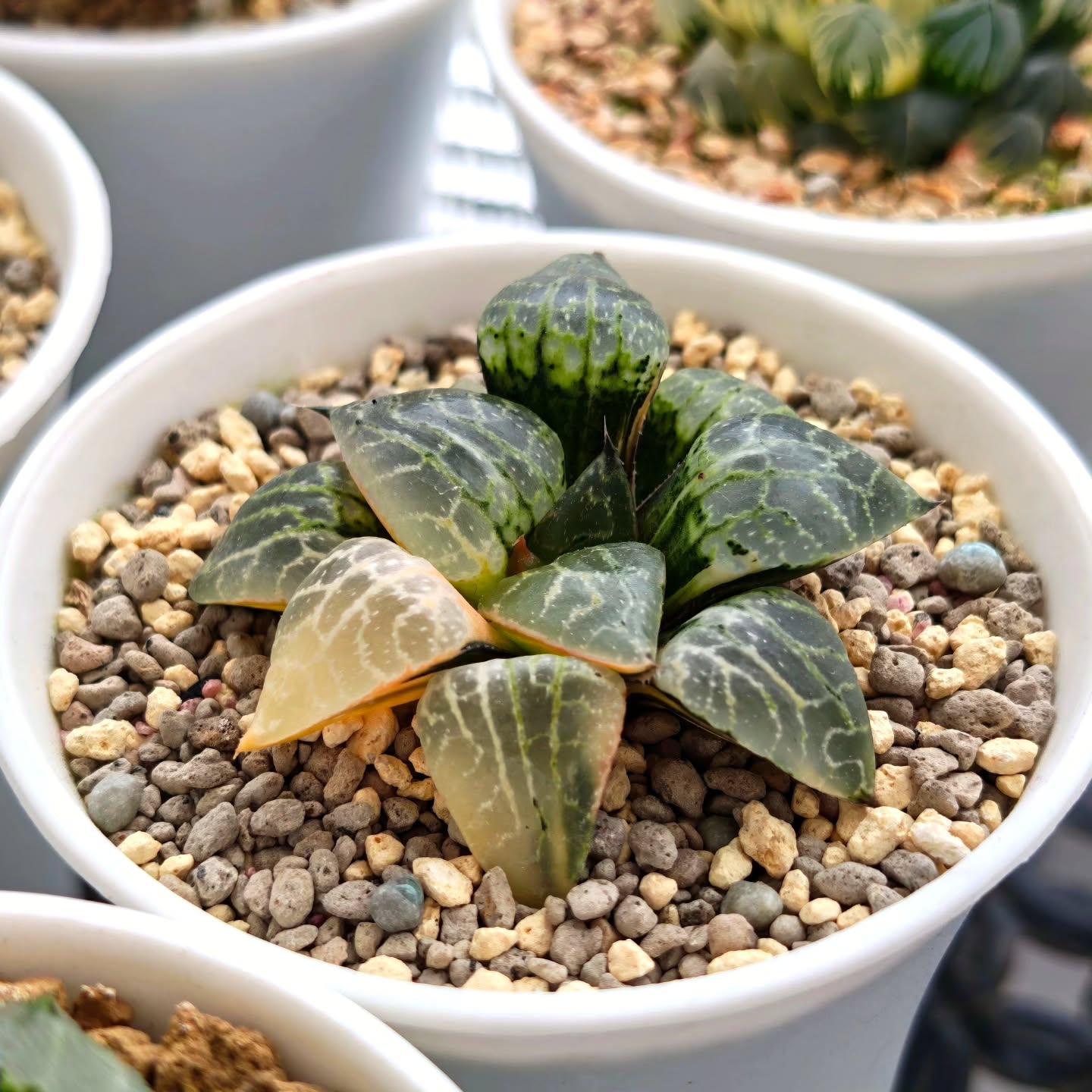Haworthia Comptoniana 'Suishou101' variegated
#haworthia #haworthiasuishou101 #haworthiavariegated