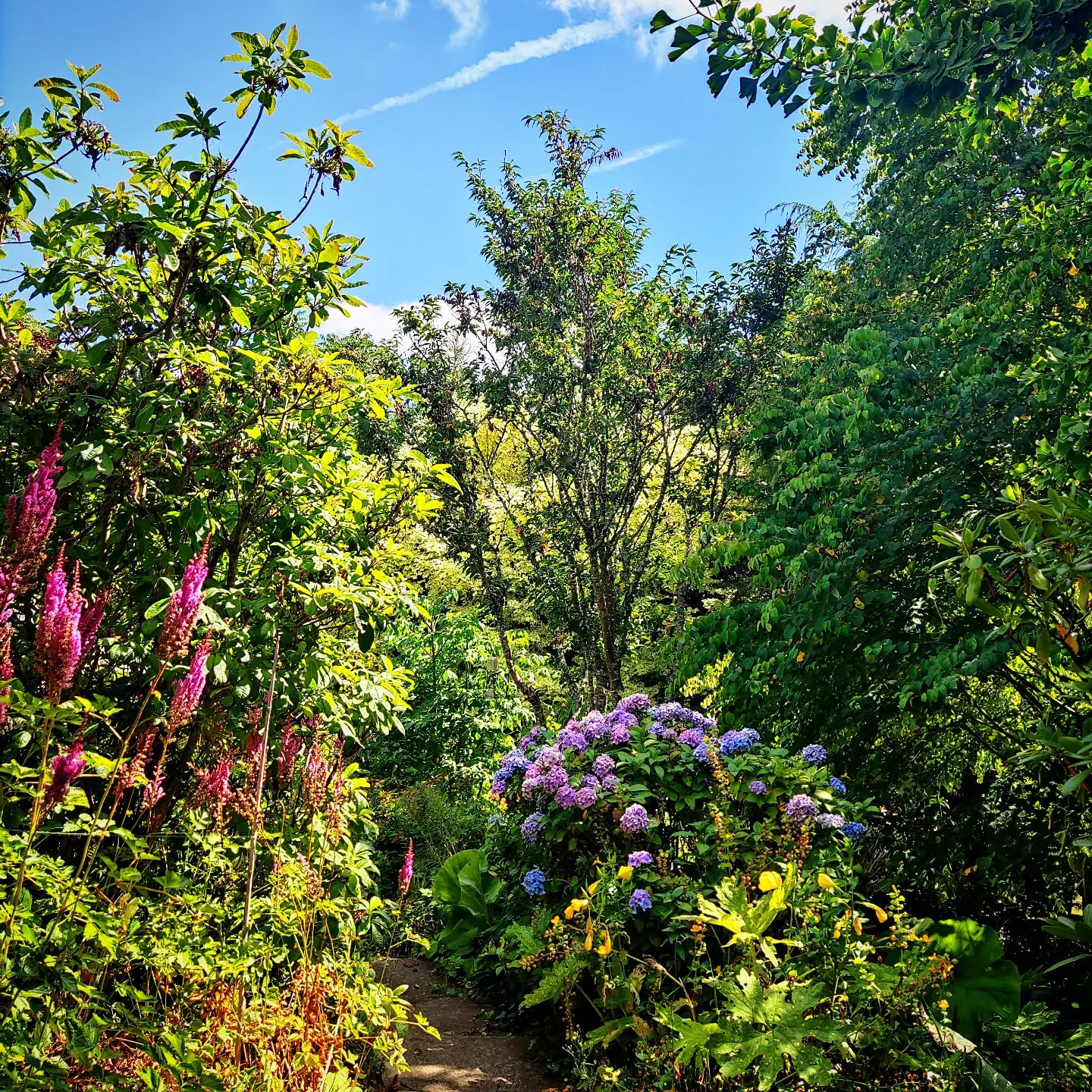 Our very own Cornish Jungle at #thegreenhousesparetreat
In summer time the garden bursts into life, filling every space with pops of colour and juicy greens 💚
It's our haven to nurture you in nature 🌿
Join us for Glamping and Spa experiences 🌈
#nurturenature
#jungle #cornish #sliceofcornwall #juicy #juicygreens #pop #popcolour #flowers #trees #summertime2022 #summer #cornwallcoast
#glamping #spa #explore #haven