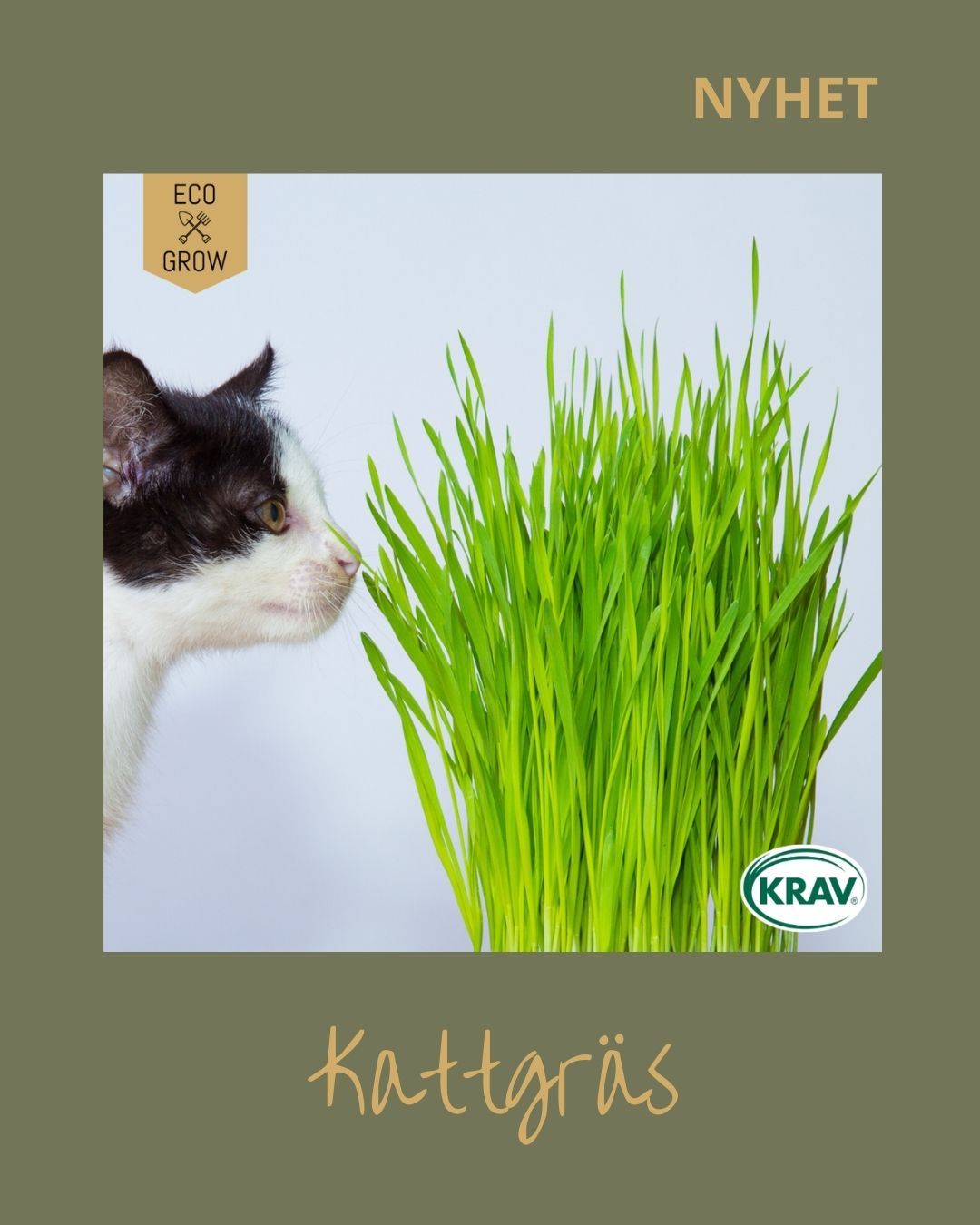 Kattgräs 🐱
Är lättodlat och växer snabbt inomhus året runt. Det är rikt på vitaminer och mineraler som främjar kattens matsmältning och motverkar hårbollar. Perfekt för innekatter, särskilt vintertid. Fungerar även bra som gröngödslingsväxt.