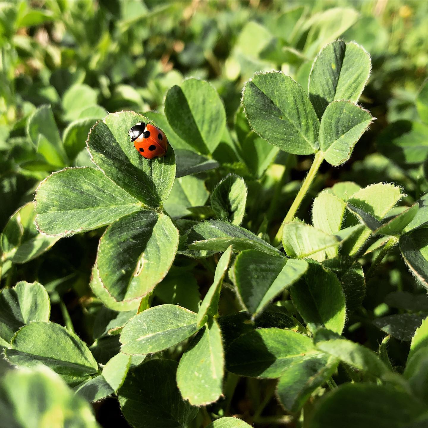 Engrais naturel! La luzerne en symbiose avec une bactérie fixatrice de l’azote de l’air enrichie naturellement les parcelles avant la culture du blé. #agriculturebiologique#agriculture#bio