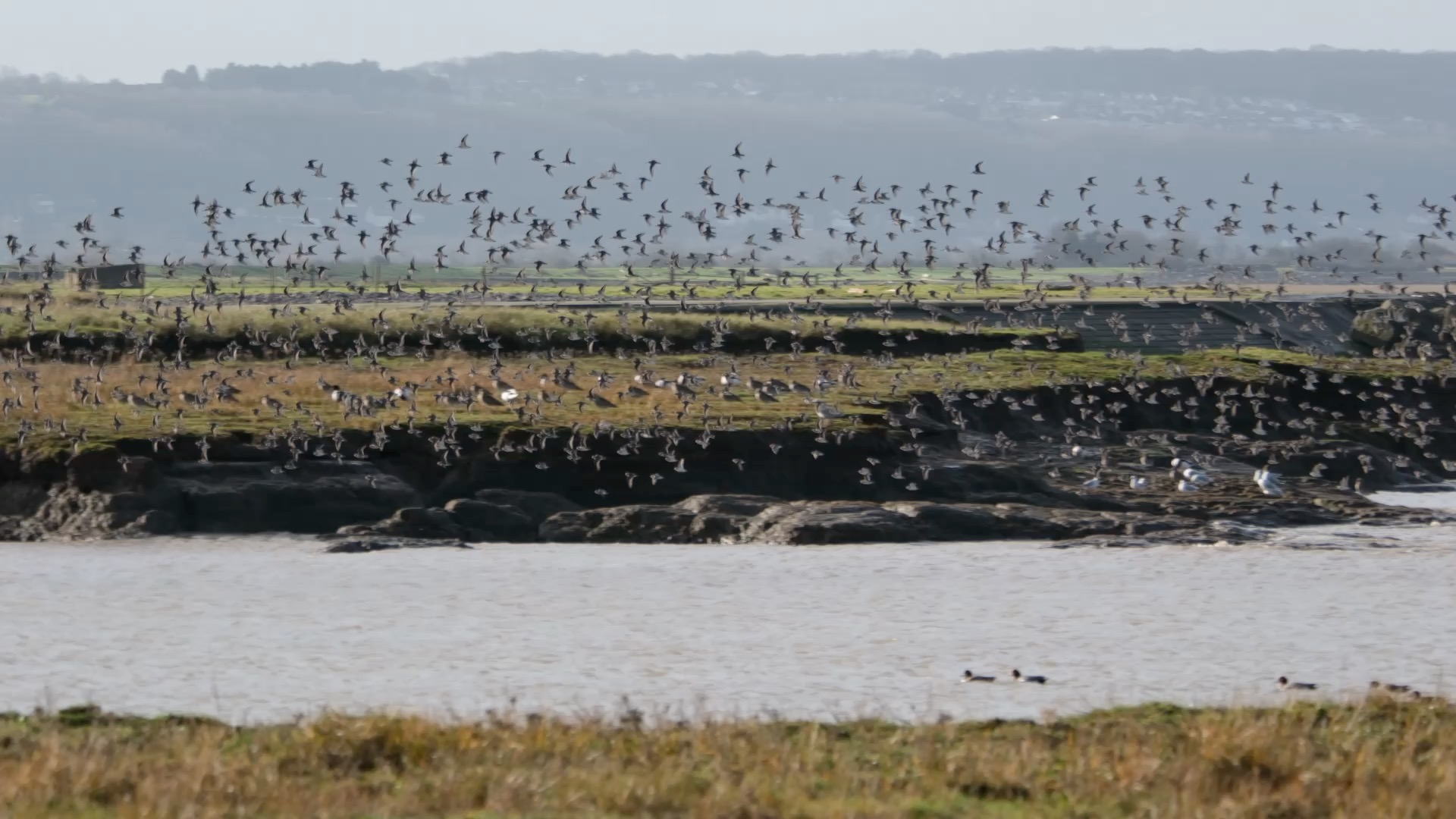 So privileged that this natural spectacle is happening right on my doorstep. Awesome display from the dunlin at high tide today! Mesmerising murmurations from tens of thousands of birds. #murmuration #loveclevedon