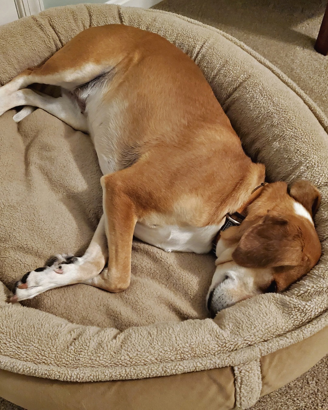 Take a look at Wendy, snoozing away on World Productivity Day! 😴
Productivity is all about working smarter, not harder, to maximize efficiency. It's about finding ways to streamline processes and minimizing the need to constantly revisit old issues. 💪
So, I'm curious: What makes you feel most productive? Let me know in the comments below! ⬇️
_____
#Productivity #worksmarternotharder #productivitytips #OrganizedLife #productivityhabits #productivitygoals #organizedlifestyle #TaskManagement #organizedspace #organizedspaces #organizingtipsandtricks #clutterfree #homeorganizer #rescuedogsofinstagram #dogmomsofinstagram #dogmoments #northernva #northernvirginia #fairfaxva #fairfaxcountyva #tysonscornerva #mosaicdistrict #alexandriava #oldtownalexandria