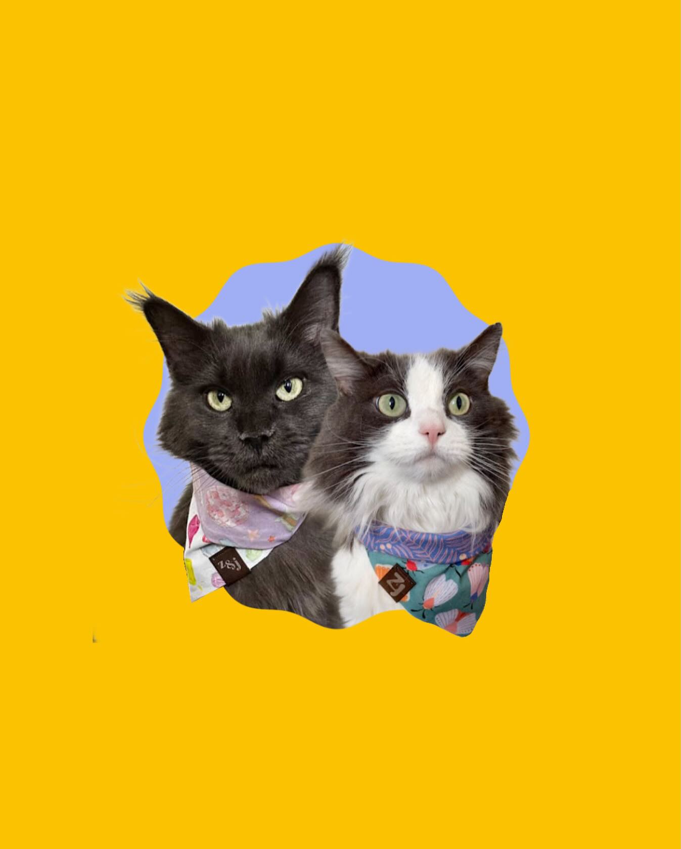 ✨ WELCOME BACK BEAN & GOOSE ✨
Our final ambassador welcome is our resident cat-with-attitude Bean! But this time, it’s 2 Cats 2 Curious with her new sister, Goose! Bean loves to attend events around London on a leash, and has been a steadfast member of our team, filling the role of Community Outreach & Morale Officer at our outdoor markets this year. We can’t wait to have Goose join us as well!
Go follow @whereihavebean for more cat adventures!
#DogAmbassador #BrandAmbassador #LondonOnt #CanadianCats #CatsOfInstagram