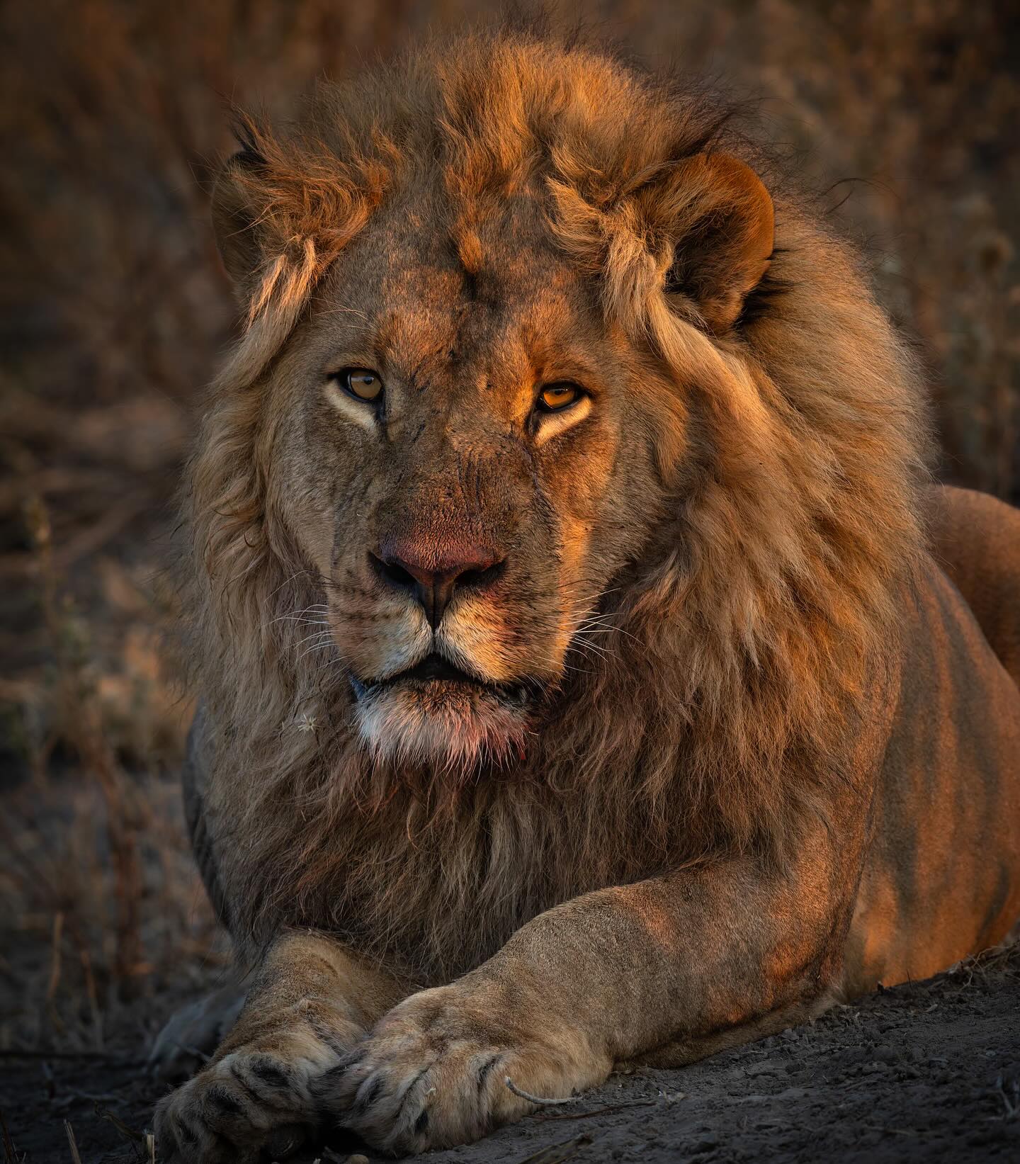 Lions are such intriguing animals to look at. I find them starring into my soul as I do into theirs. Each lion is somehow different, an individual on its own path, on its own journey. These are broadly similar yet somehow always different. The framework of lion sociality is predictable, yet chaotic, no two prides or male coalitions on exactly the same path. I love that about lions, working out each group’s particular dynamics and placing that within the general framework described in text books. I am fascinated by each individual lion, and learn something subtly new when I watch any one individual for any length of time.
Do lions, their prey, their habitat not demand a great duty of care, a less commercialised chance at living their complex, hard lives? To be given the opportunity to be the lions they are meant to be?
Join me in telling their stories, in respecting their lives, and living alongside them as harmoniously as we can 🙏🏼♥️🦁
@lionsightings @lionlandscapes @wildlifeafricaphotography @africa @lionsthelivinglegends @lionrecovery