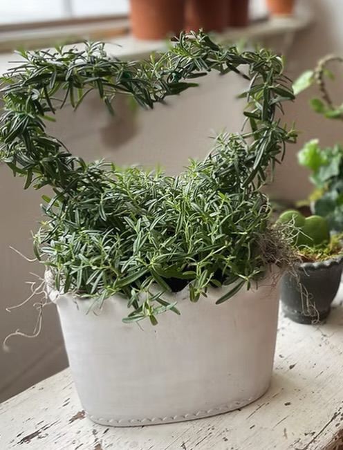 Don't delay! Place your orders today.
We have a limited supply of these long-lasting and fragrant Rosemary Heart Topiaries. If you're thinking this is the perfect way to share some LOVE with someone special...visit the website and order now.
Or consider a Summer Bouquet Subscription for your flower lover!
Looking for something unique but not sure what to get- message me!