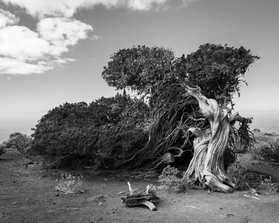 Curved
.
.
.
.
#elhierro #kanaren #insel #kanarischeinsel #baum #tree #loorbeer #windescaper #meer #altlanticocean #atlantik #leica #leicacamera #leicam #leicasl2s #leicaphoto #leicaphotography #leicaimages #leica_camera #regenwald #leica_world #sigma #sigma2470art #gespensterwald #herbst #picoftheday #bestpicoftheday #picofthedays #thepicoftheday #bhop_photography