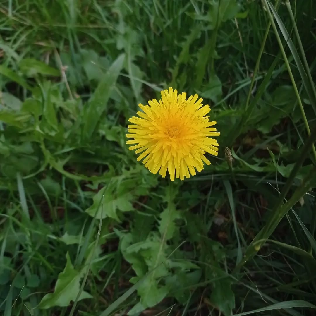 El DIENTE DE LEÓN uno de los tesoros de la medicina natural.
De propiedades antiinflamatorias, regeneradoras y digestivas, entre otras, se utiliza desde hace miles de años para tratar infinidad de dolencias físicas, sobre todo trastornos digestivos y enfermedades del hígado.