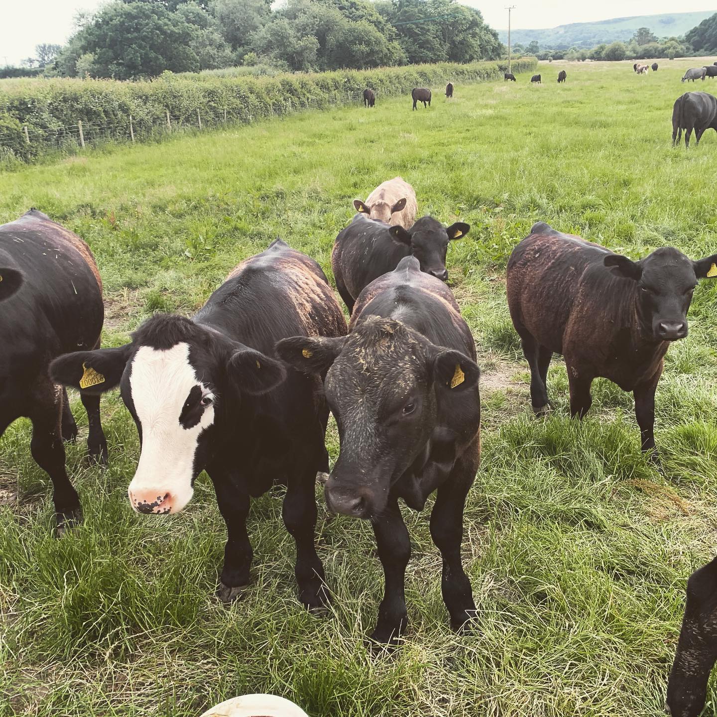 Are you lost? 🐄🎶