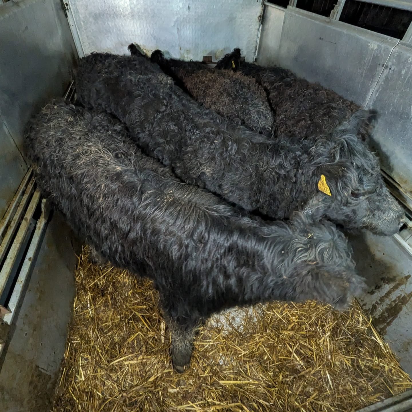 These gorgeous fluffy moos had the road trip of a lifetime from Devon to Carmarthenshire yesterday. 3 heifers and a bullock who thinks it's a rockstar.
#galloway #cattle #transport #breedingstock