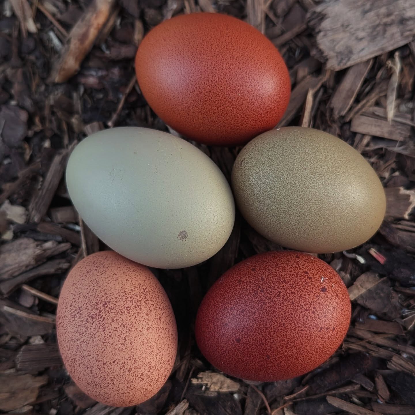 Our dreamy Evergreen Eggers 🌲
So happy to see that everyone is slowly starting to pick up again.All we're missing from this photo are the insane speckled green eggs that we've started to get!