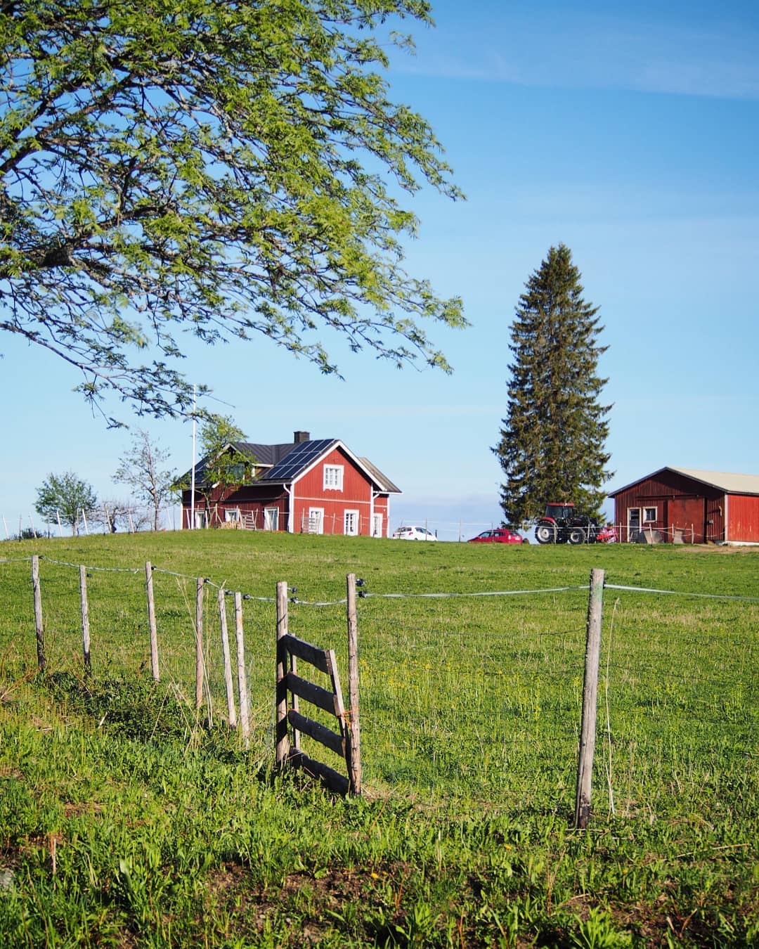 When walking the village forest path from Mustikkamäki towards Kauniinjärvi lake, you'll meet us on the hill about in the middle of the way. Welcome for a stopover😊
#puustilanmaisematila #puustilascenicfarm #farm #sheepfarm #redhouse #finnishsummer #purenature #thisisfinland #ourfinland #maalla #kotimaassa
