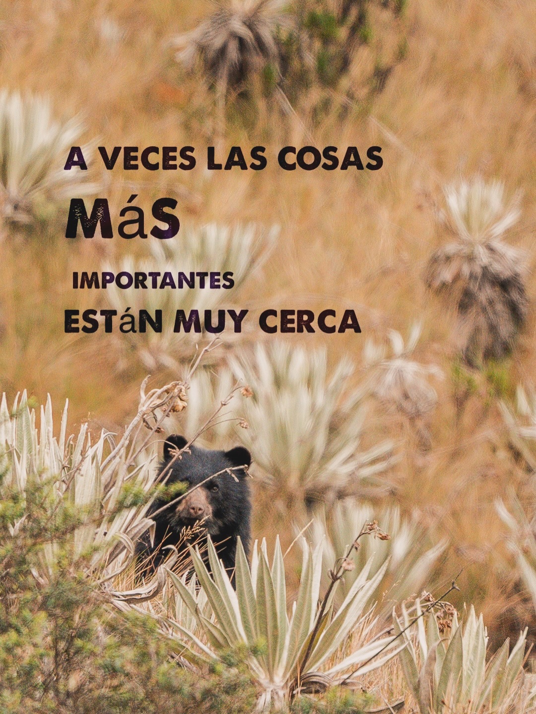 Un encuentro que nos recuerda lo vital 🔥❤️
Basta con mirar alrededor para sorprendernos de lo bello que es habitar este hogar llamado tierra.
Un encuentro muy cercano en un viaje hermoso de @viajeapie_ y @wildlifexpeditionscolombia captando nuestro oso andino
www.latiendadelmonte.com
#osoandino #viajes