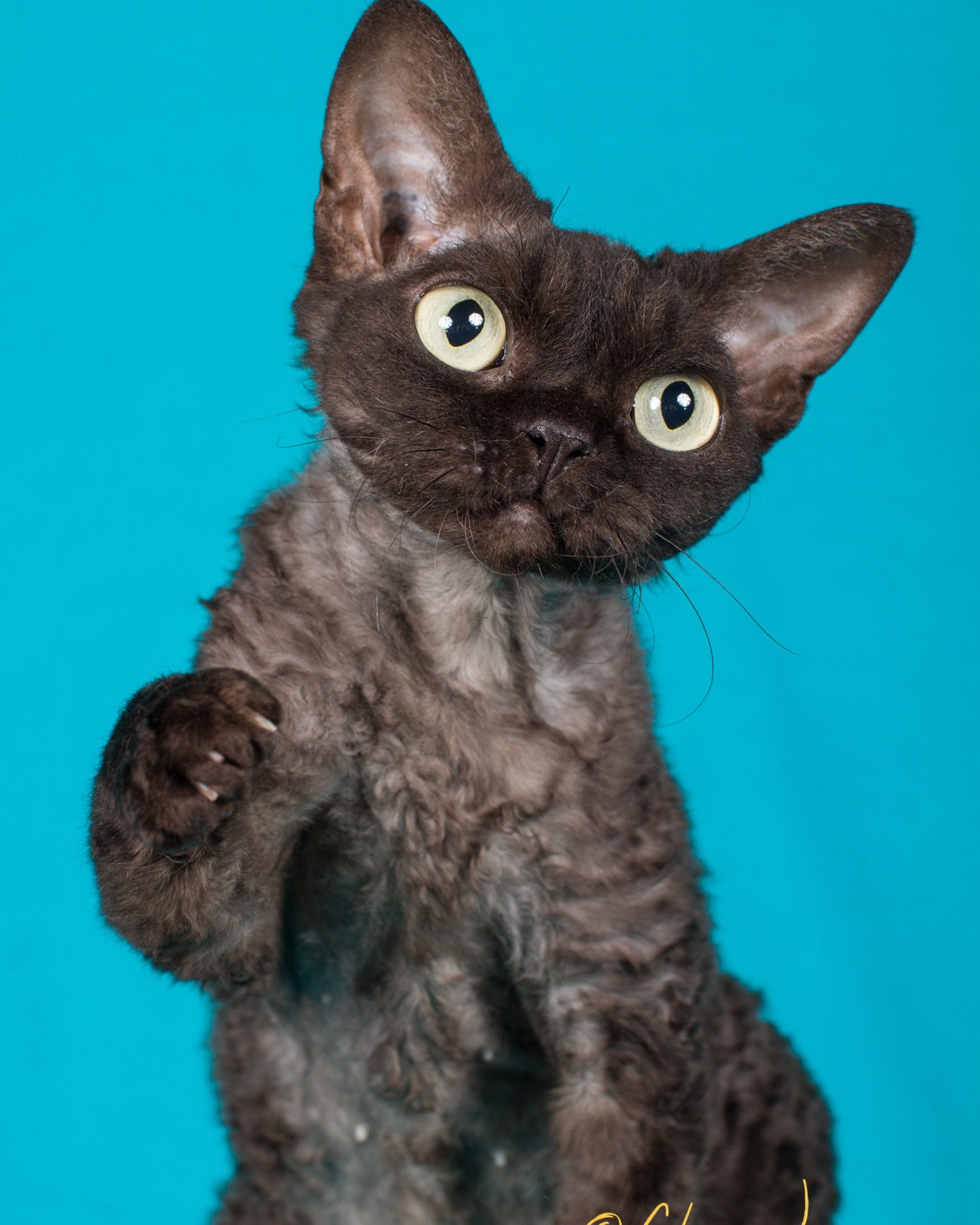 The world renowned and gracious photographer @chanan_photography still had this photo session of Lulah from 2015! Can you believe it?! We decided to opt for the super high quality images in order to better represent this girl. Lulah will turn 14 in August of 2026. She came to us from two dear friends and was the biggest impact on what PureX is today. Check her out in all her high resolution glory!
#devonrex #CFAcat #blacksmoke #devonrexcanada #originstory