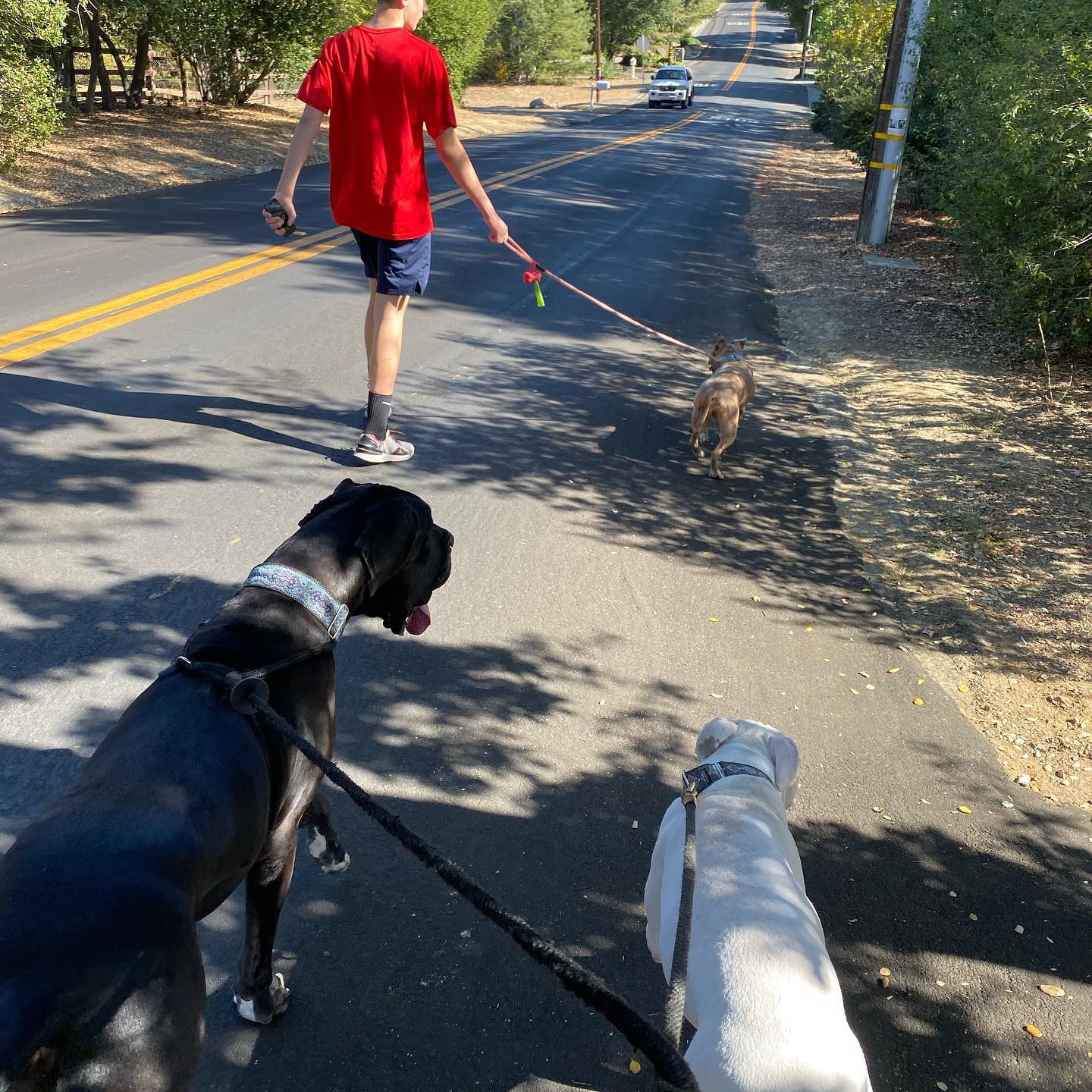 Squad walk! Finally to the point where I can walk my pack together with some semblance of manners and control. Worked through confidence building, leash reactivity, squirrel chasing and general leash manners. Train individually, train together. #mydogsrock #dogtrainerslife #workinprogress