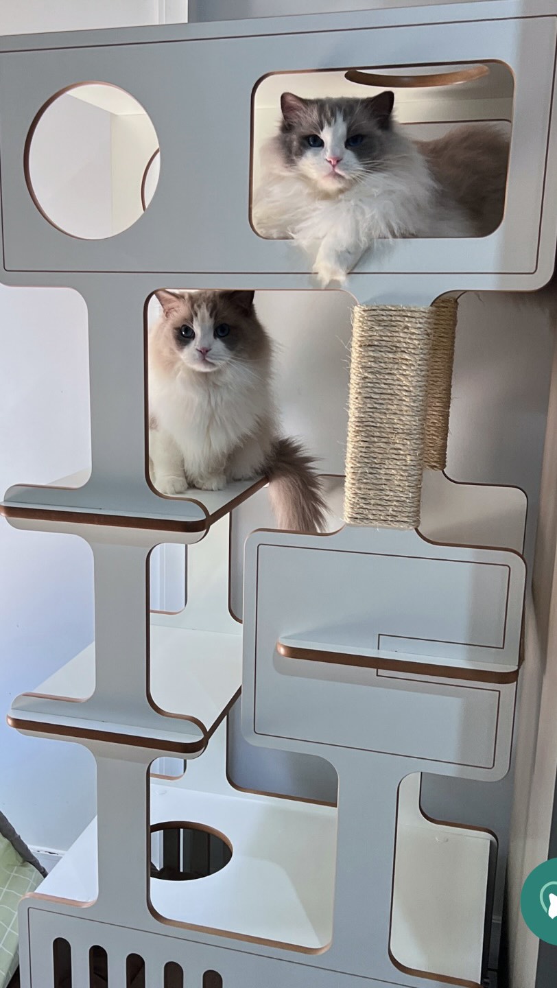 Os meninos ganharam um novo parque de diversões!
#ragdoll #blumenkatzen #arranhadorparagatos #ferpadesign