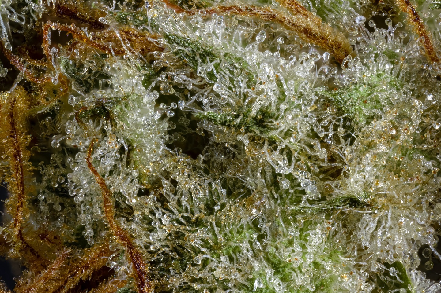 🔍 Can you unravel this strain mystery?
This Sativa Hybrid offers a tantalizing blend of flavors, including hints of Lemon Haze, Fresh Dough, and Candied Citrus. 🍋🍞🍊 Feel relaxed, happy, focused, and uplifted with every experience. 💨✨
A fusion of classic Lemon Haze and beloved Cookies genetics, this strain boasts high CBGA levels paired with just the right THC balance. Perfect for both recreational and medicinal use, it’s a highly sought-after gem. Can you guess its identity? 🕵️♂️ Drop your guesses below!