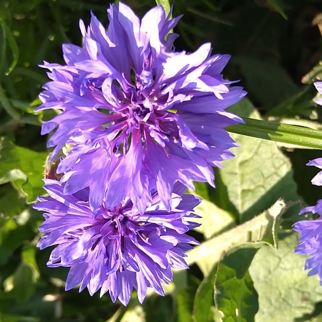 tyncellarcommunityhall #selfcateringcottage #selfcatering #holiday #cottages #margam #porthcawl #bedandbreakfast #inittogether #barnconversion #tyncellarfarm #thebarnbedandbreakfast #inittogetherfestival #farm #farmlife #visitwales #walesadventure #wales❤️#nature #october #wales #flowersofinstagram #purple
