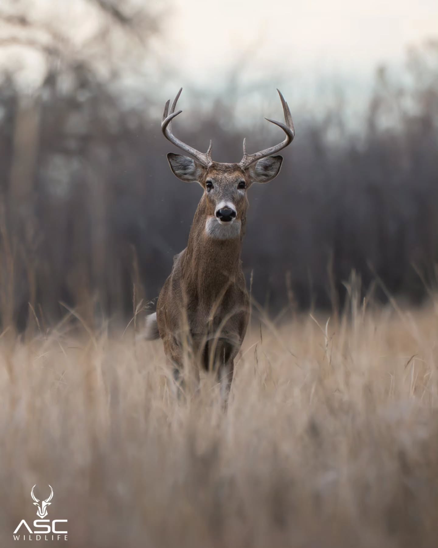 Look how curious this Whitetail buck is while I was walking a trail. He was definitely scared but really intrigued on what I was doing crouched down with a big lens pointed at him. You can see how his neck is angled and his tail is swaying. One small move and he is gone. Beautiful deer.
Photography by @ascwildlife
.
.
.
#wildlifephotography #whitetail #buck#deer
