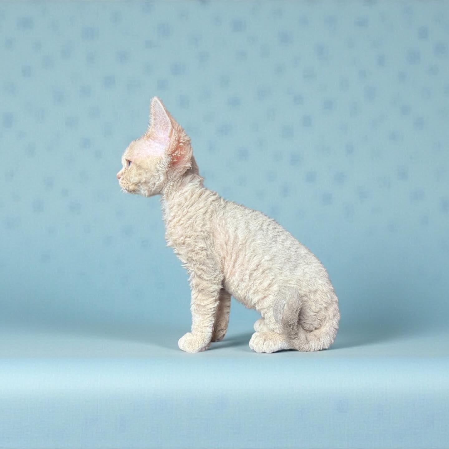 Maui has found her perfect placement. While I’m sad that this lovely profile can’t be part of our program I’m elated that she gets to be so loved by a Devon savvy home. Maui and her siblings will still be with me for another month a little bit. But I know that time will FLY by. I relish the time I get to spend with them. #devonrex #devonrexkitten #curlycat #devonsofinstagram #devonrexcanada