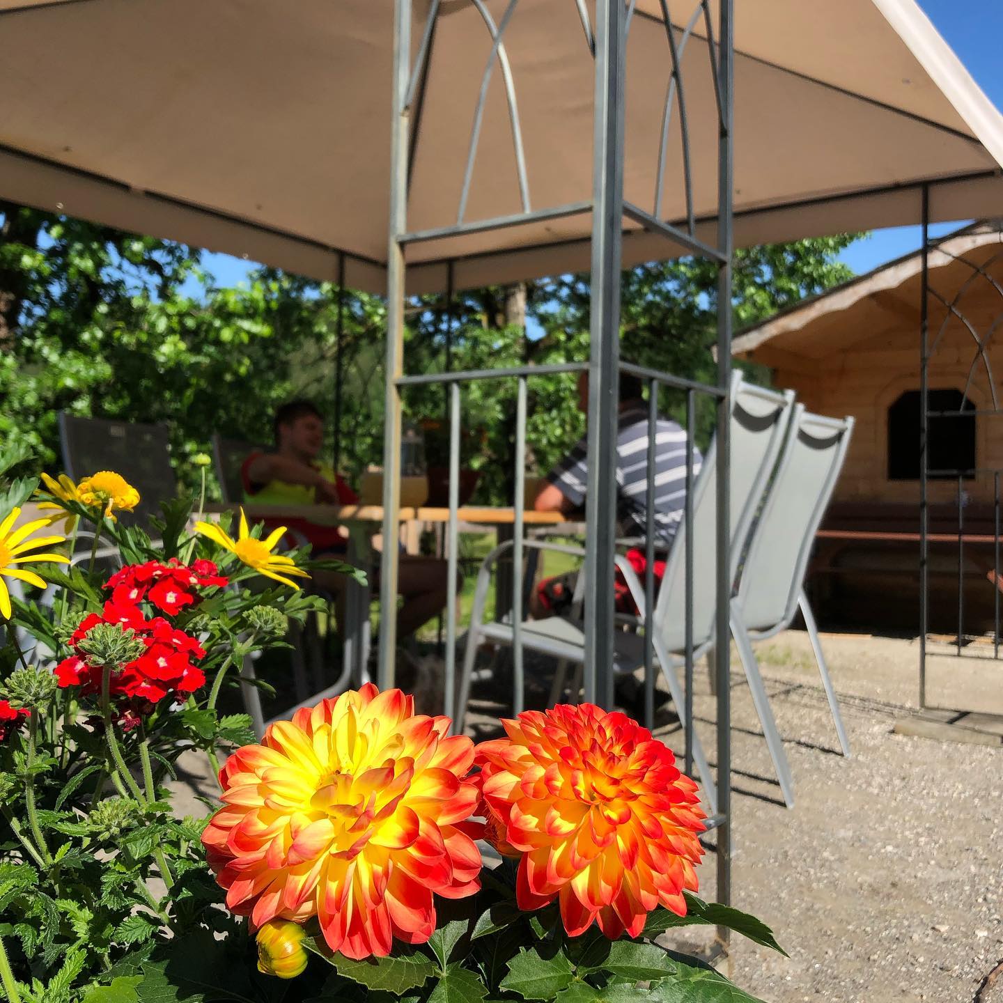 Gemütlich im neuen Pavillon #urlaubambauernhof #hintergrabenbauer #gemütlich #sommerindenbergen #dahlien #biobauernhof