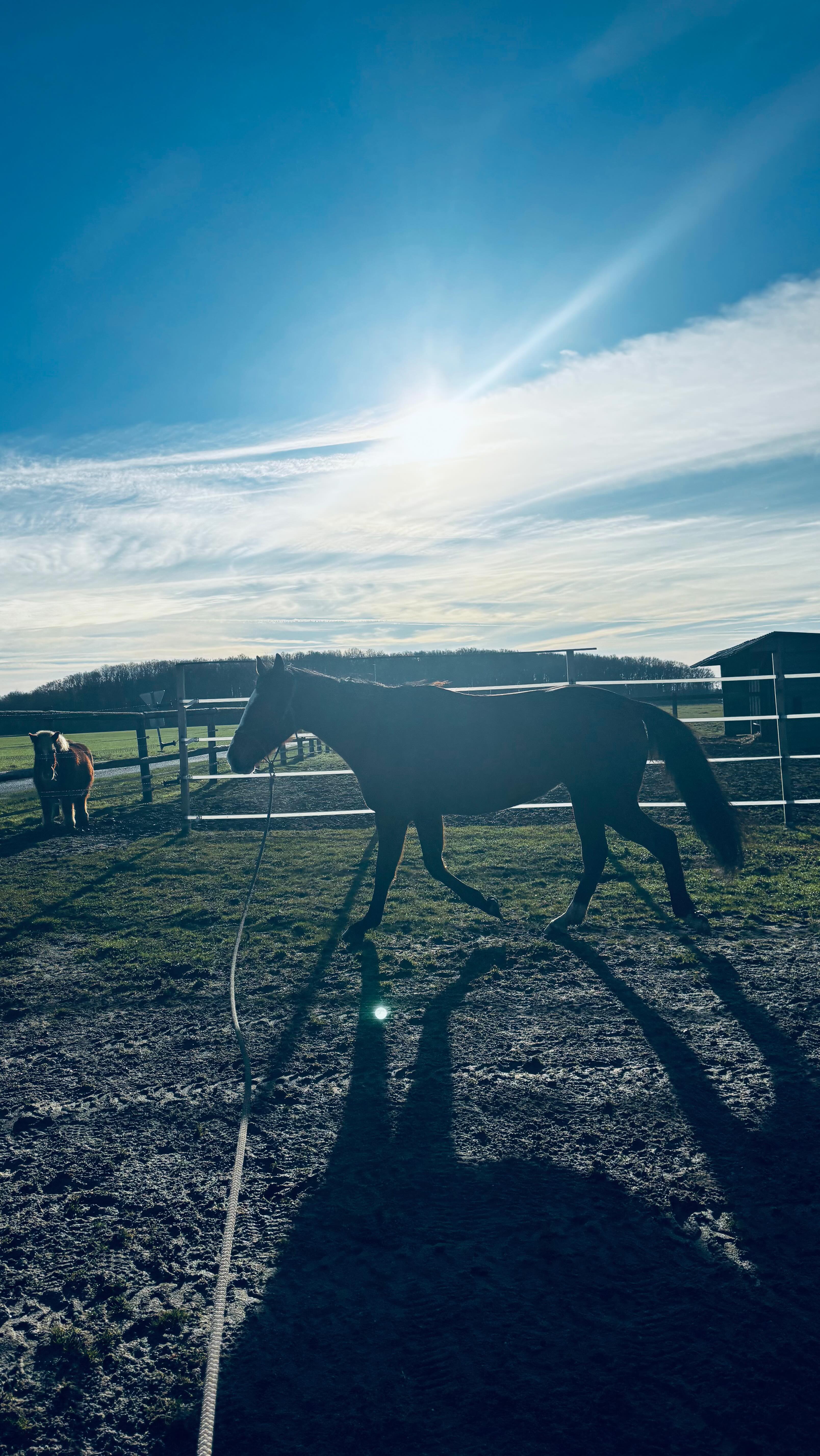 #chevalmediateur #cheval #mediationequine #equitherapie #centredemediationequine