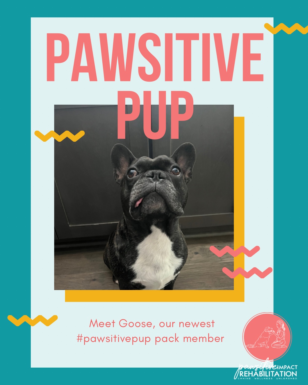 Welcome to Pawsitive Impact Rehabilitation, Goose! 🐾😛
This goofy guy is joining us following neck surgery, and he’s already keeping us smiling — especially with that tongue hanging out! We’re excited to support his recovery and help him feel strong and comfortable as he heals. 💪✨