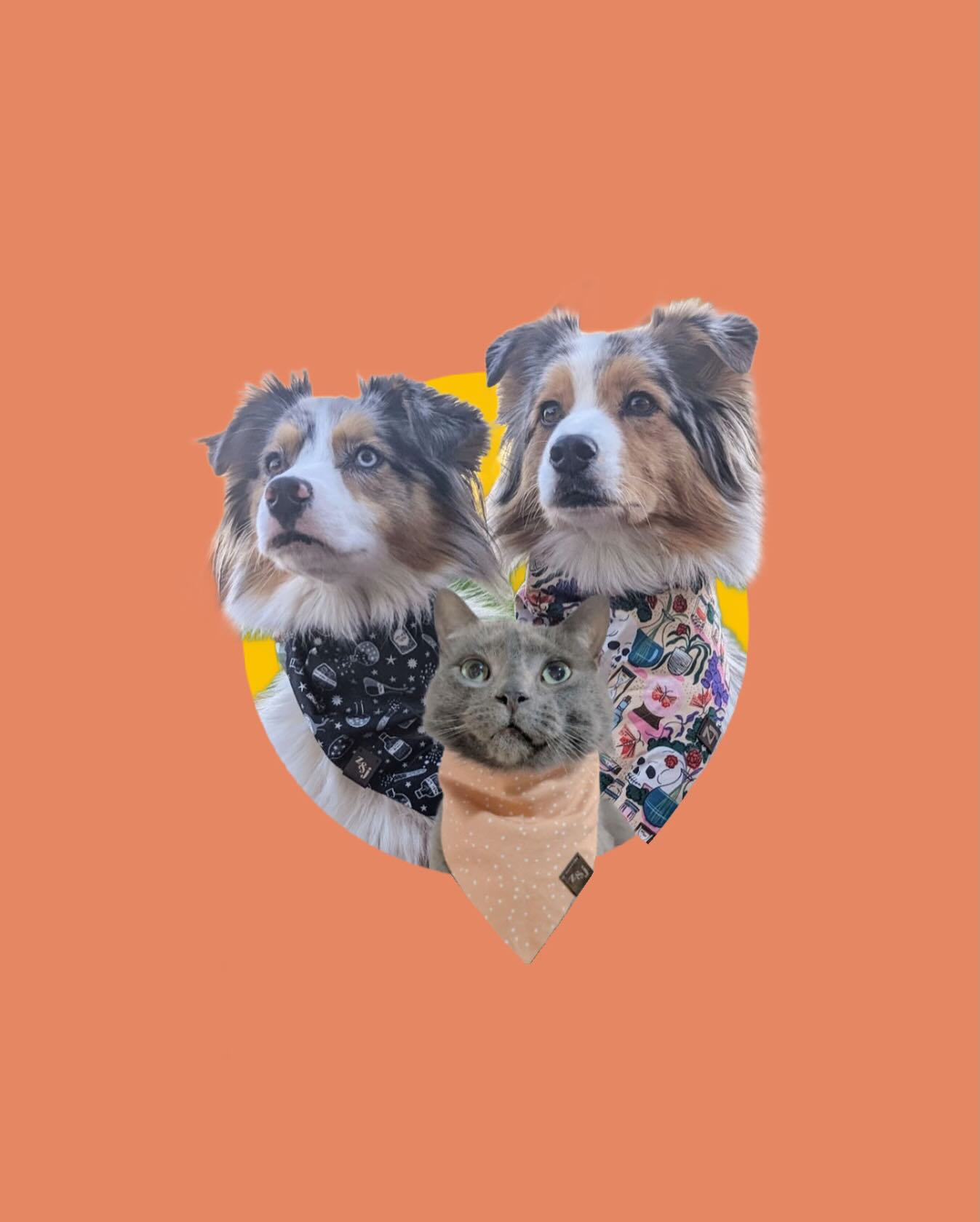 ✨ WELCOME BACK KIWI, WOODSY & PABLO ✨
What’s that? You didn’t know that the incredible Aussie sisters Kiwi and Woodsy have a feline brother? That’s ok - their pawrents didn’t know that he was an undercover model until late 2025 either. This furry crew is always pushing the envelope with their tricks and photo shoots - there’s never a dull moment on their feed.
Go follow @woodsykiwiaussies NOW to stay up to date with their antics!
#DogAmbassador #BrandAmbassador #LondonOnt #CanadianDogs #DogsOfInstagram