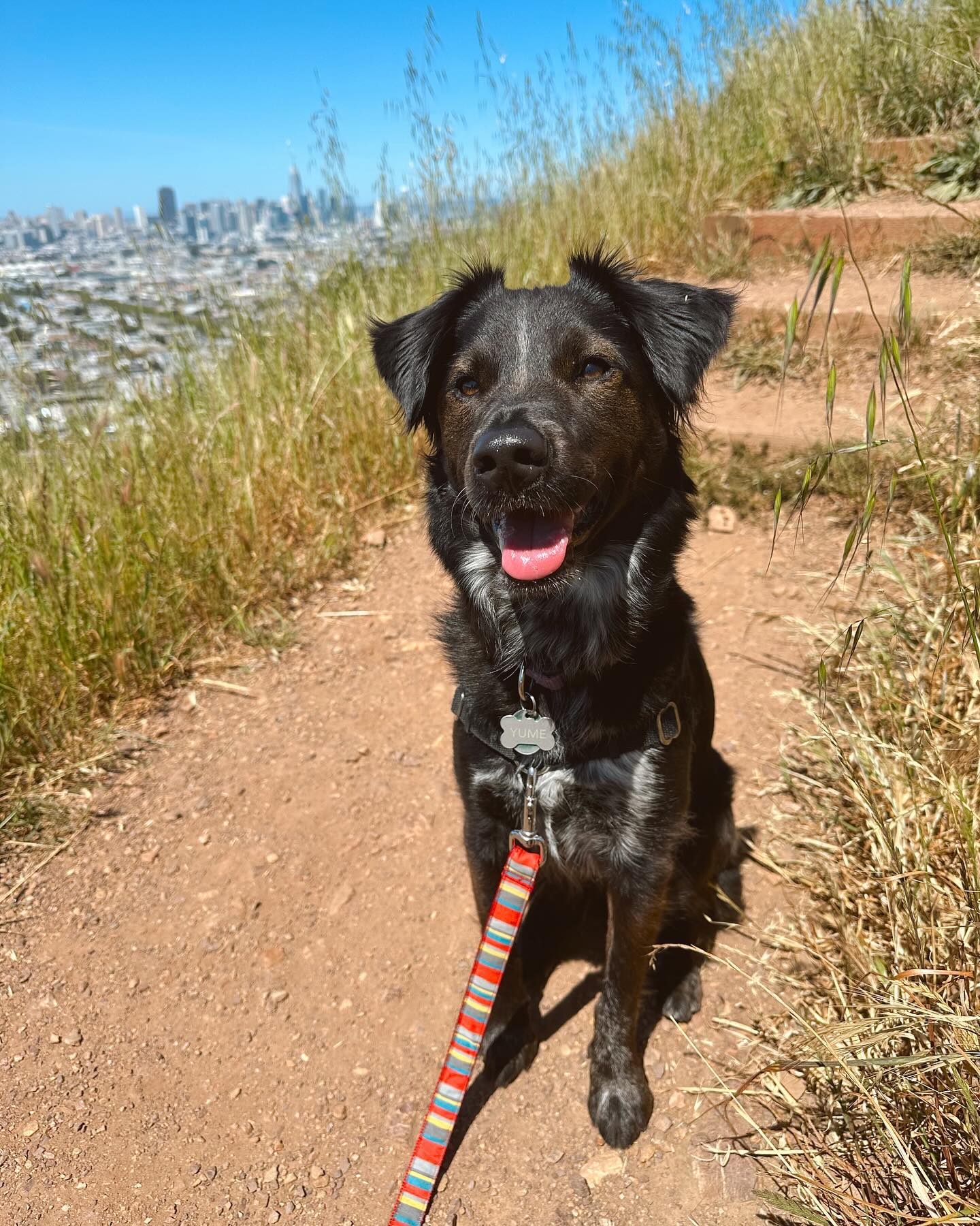 Yume 🤎 #sfdogs #sanfranciscodogs