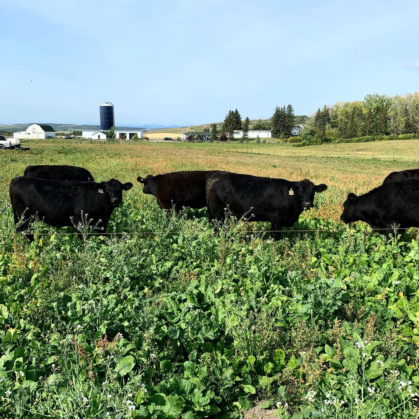 The past two years have changed me. And I’d bet I’m not alone in that statement. Personally, it’s been for a multitude of reasons, but I frankly see the world very differently. Some reasons are more important on the “grand scale” than others (we won’t get into all the heavy goings-on in the world), but one small aspect of it is my relationship with food.
Food security has been something that Hubs and I have discussed for many years, and the desire to grow and raise our own food has been very important to us. We’ve dedicated ourselves to delving into unchartered territory, learning the ropes, and opening our minds to new and different things.
This year we raised our own grass-fed/finished beef. Their meat is like gold. Why? Because I know what’s gone into them…and equally important, what hasn’t. I know they were grazed on a special cover crop diet and intensively grazed and moved every 12-24 hours. While their bodies were being nourished on turnip tops and other delectable greens, they returned the kind gesture to the soil beneath their hooves, adding condensed droplets of fertile goodness for this Spring’s new growth.
Stacking functions is a core principle of Permaculture/Regenerative Ag. Finding use for scraps and duality of purpose, as well as maximizing efficiencies, are tasks we find insanely gratifying. Sidenote - my final project in University (Interior Design) focused on repurposing old discards to curate artistic spaces and their interior details/furnishings. I guess repurposing/stacking functions has been a natural way of life for both of us…perhaps an unspoken principle that was inadvertently engrained into our Saskatchewan blood long ago.
I recently watched Dario Cecchini, an Italian chef who came from a long line of butchers, discuss how his grandmother would lovingly prepare delicious food with the undesirable animal ‘discards’ that customers left behind. Hooves, snouts, bones, fat - all sorts of unexpected, nutritious goodness. He had never experienced eating a steak until later in life, and beautifully describes her ‘scrap’ food as, “Paradise for the gluttons.”
Continued in comments…👉🏼