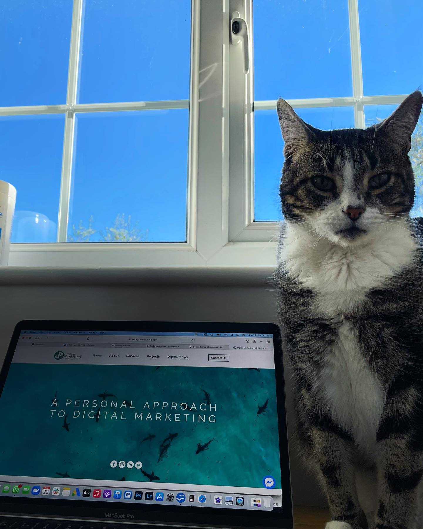 Sunny days at the office!
#JPDigitalMarketing
#smallbusinessmarketing #digitalmarketing #online #jpdigital #digitalcat #catlife #catsofinstagram #workworkwork