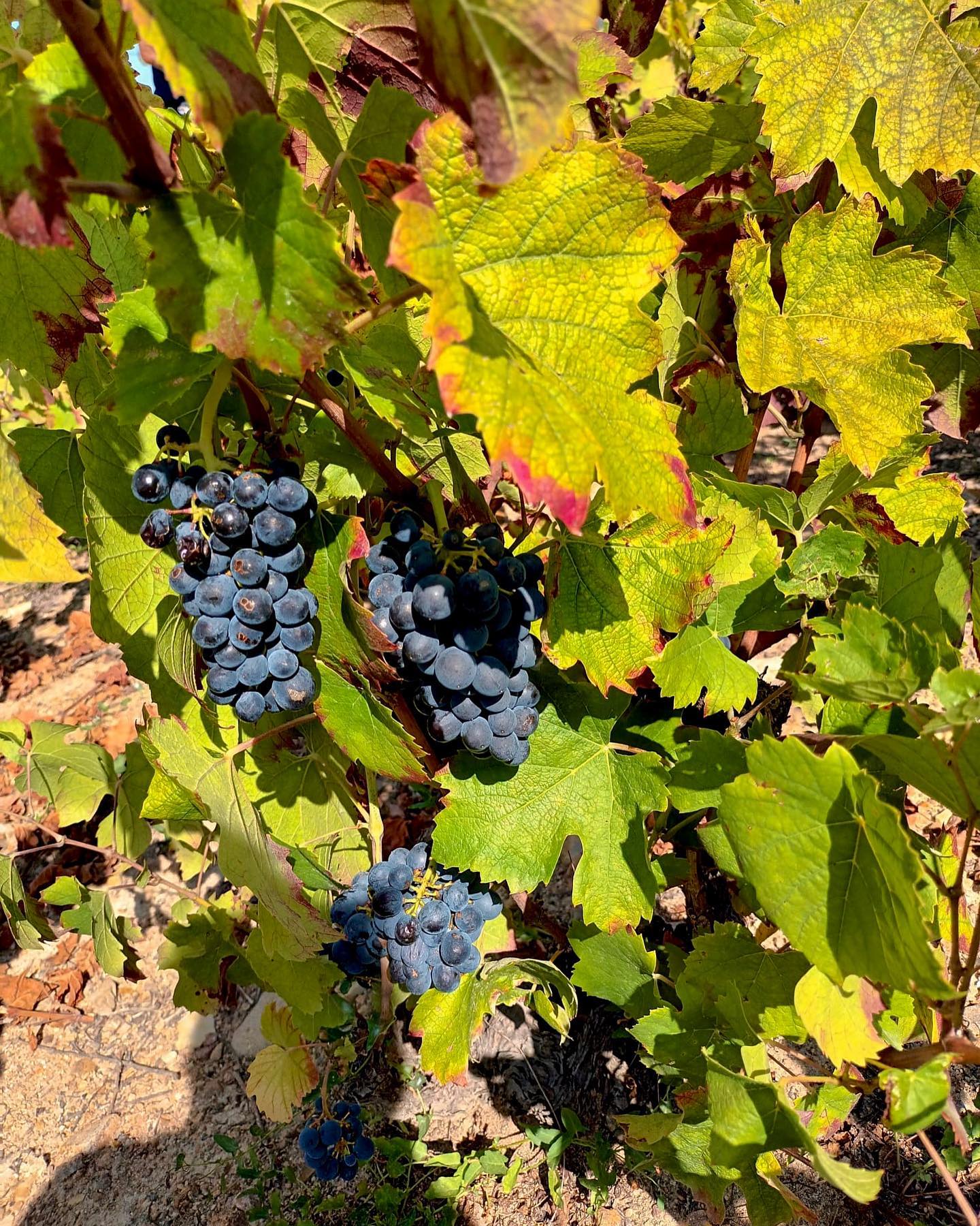 Sucre naturel un grand millésime se prépare 🍇👌#vins #wine #beaujolais #france #vinfrance #recolte #gayvinssuisse