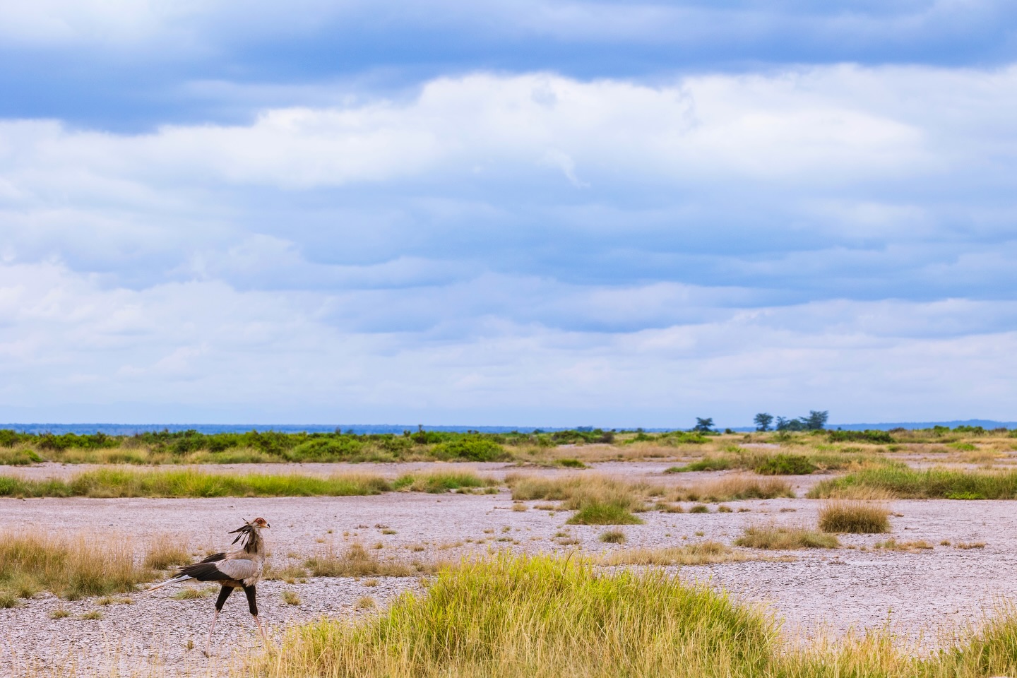 Secretary of Fate
☆
Secretarybird
☆
#secretarybird #birdphotography #eastafrica #travelafrica #kenya