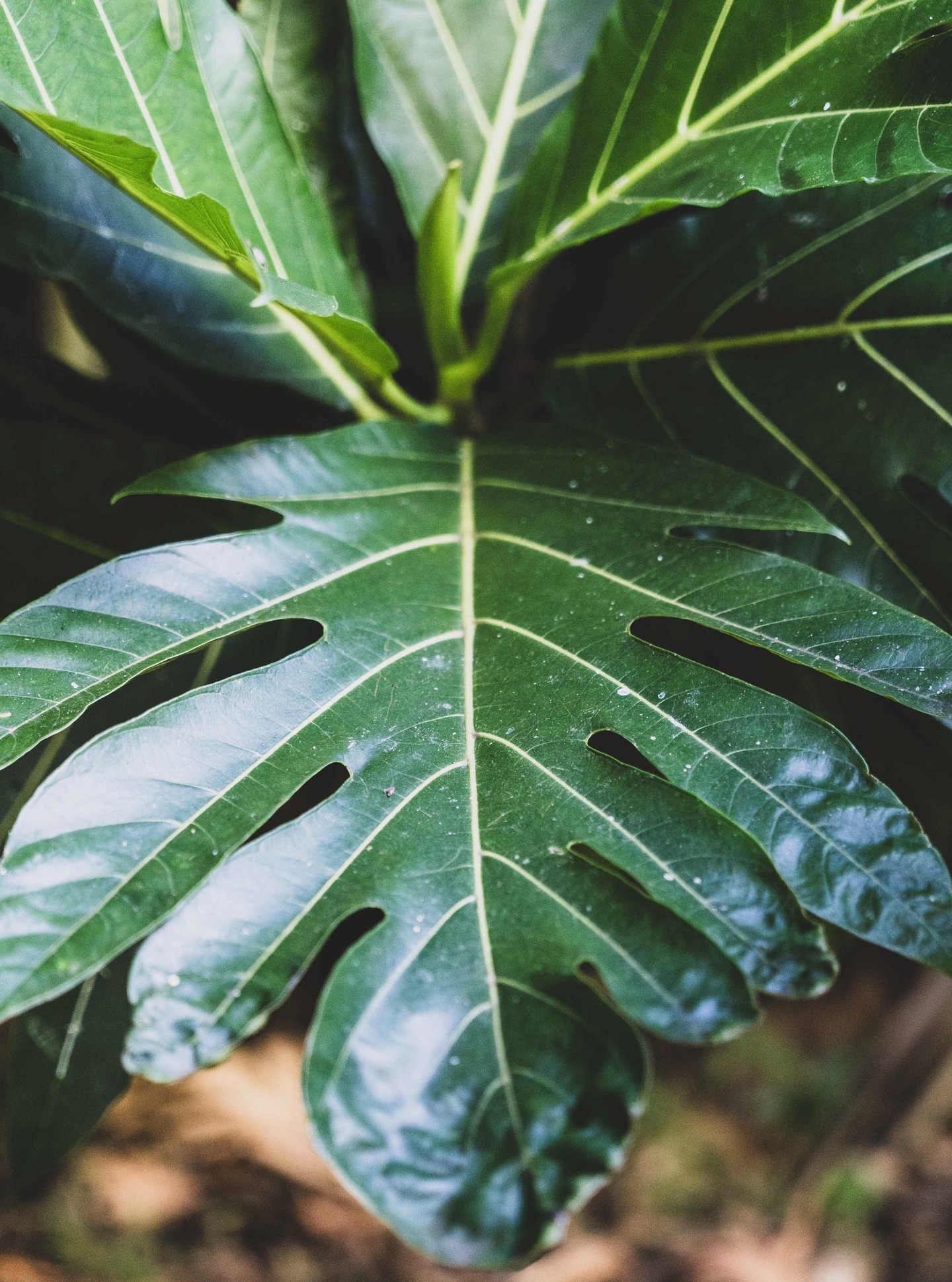 La naturaleza marca el ritmo en la Polinesia francesa.
Cada hoja, cada textura, invita a desacelerar y reconectar con lo esencial.
.
In French Polynesia, nature sets the pace.
Every leaf, every texture invites you to slow down and reconnect with what truly matters.
#MoemoeaTravel #PolinesiaFrancesa #FrenchPolynesia#IslandLife #TropicalNature #PolynesianVibes #SlowTravel #NatureEscape #MoemoeaExperience #LoveTahiti