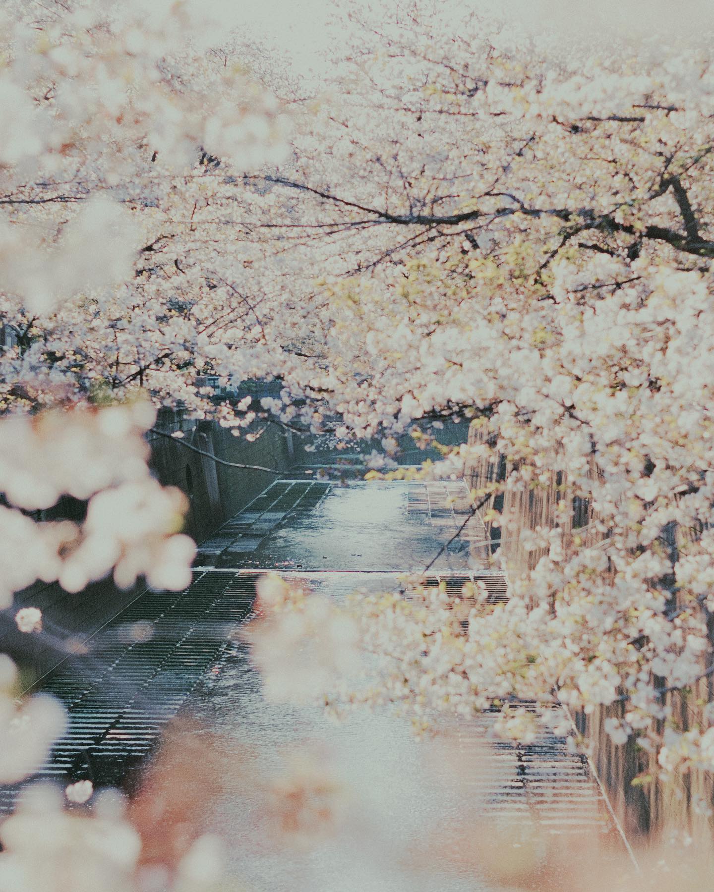 目黒川。
#バーチャルお花見
#目黒川の桜 #春 #spring #April #flower #cherryblossom #river