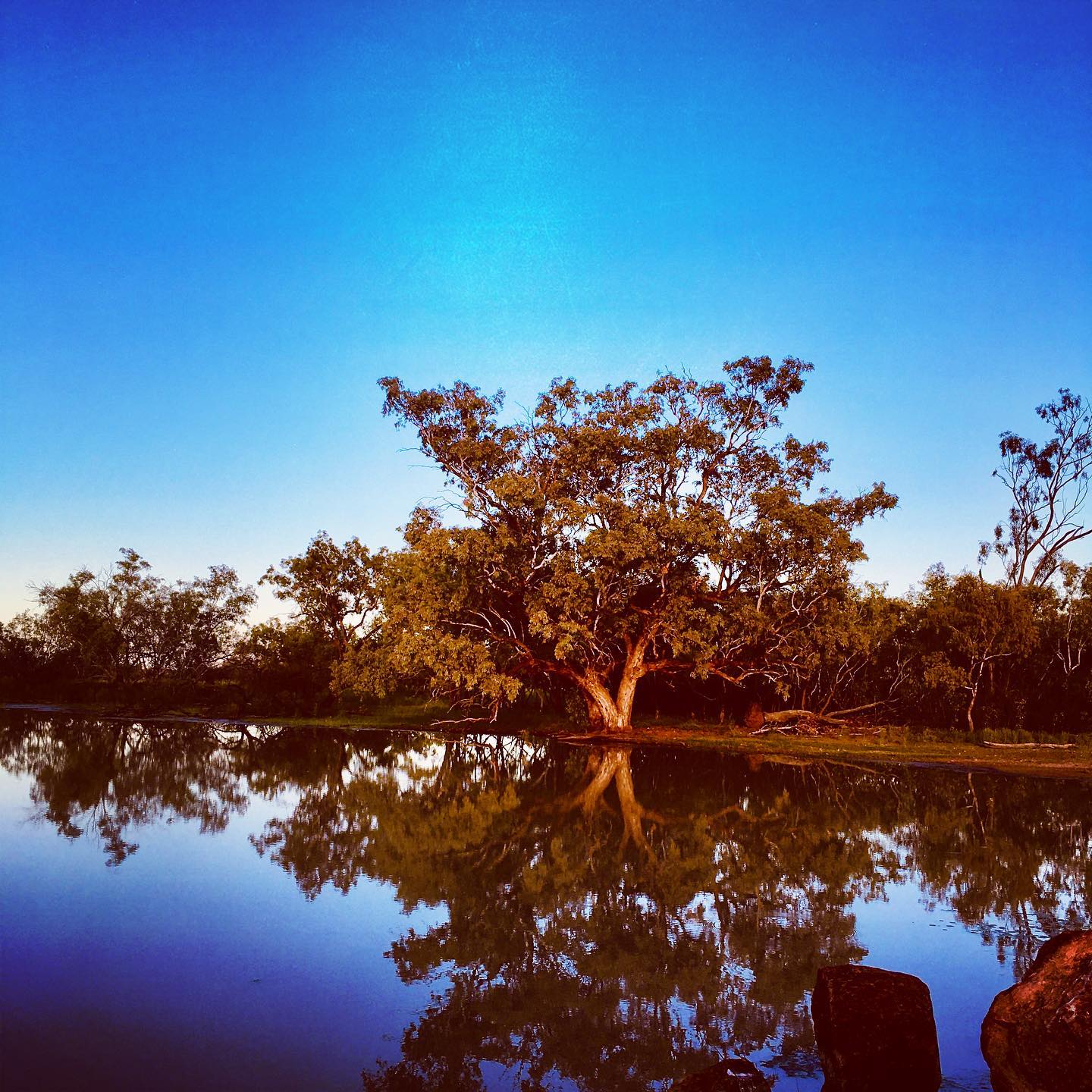 So tell me again, what’s so bad about social distancing?... outback Qld where solitude is a virtue. #lakedartmouth #ambathalalake #adavaleroad #adavale #outbackqld #quilpieshire #socialdistancing2020 #socialdistancing #CFFT #closedbycorona #happyathome #bigtree #outbacklake #solitude #elegantemu #cristinaforfairtrade